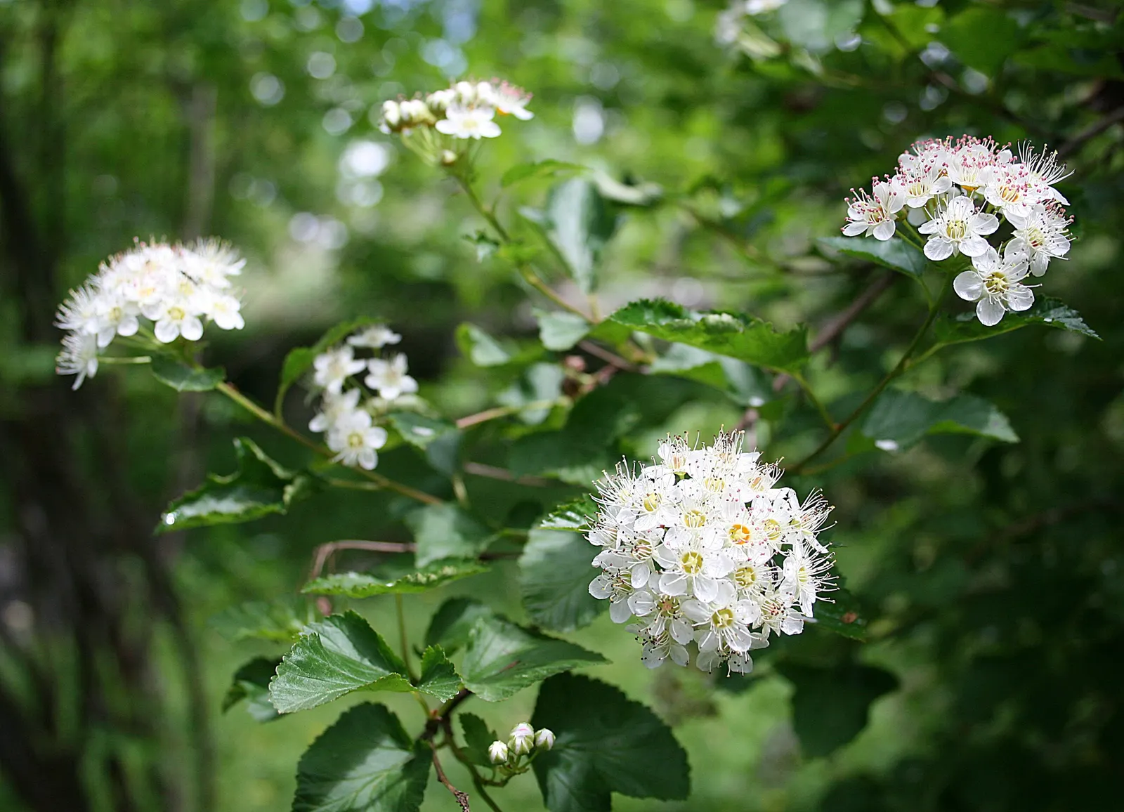 Common Ninebark (Physocarpus Opulifolius) — Ninebark's flowers also attract pollinators such as butterflies and bees