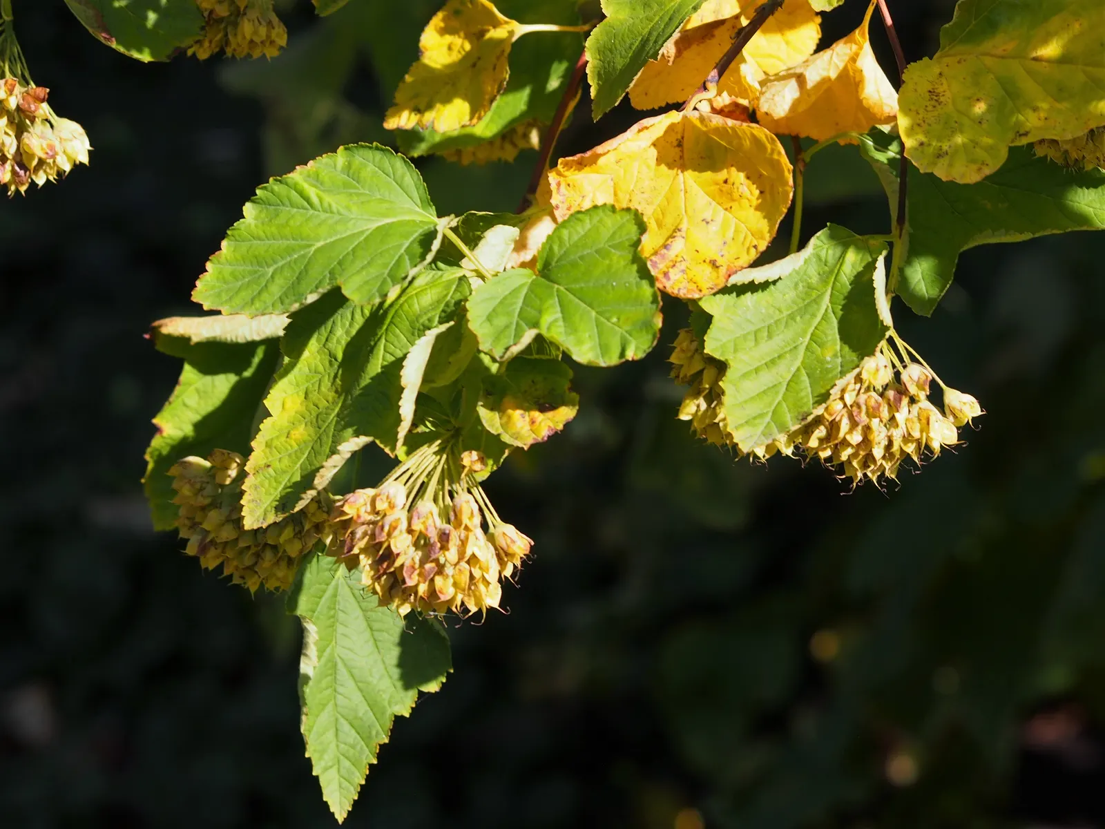 Common Ninebark (Physocarpus Opulifolius) — which adds winter interest to the garden with its textured; this shrub typically grows to 5-8 feet in height and
