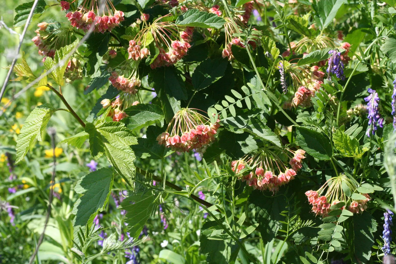Common Ninebark (Physocarpus Opulifolius) — demonstrating versatility in various lighting conditions; it features maple-like leaves that turn vibrant shades in