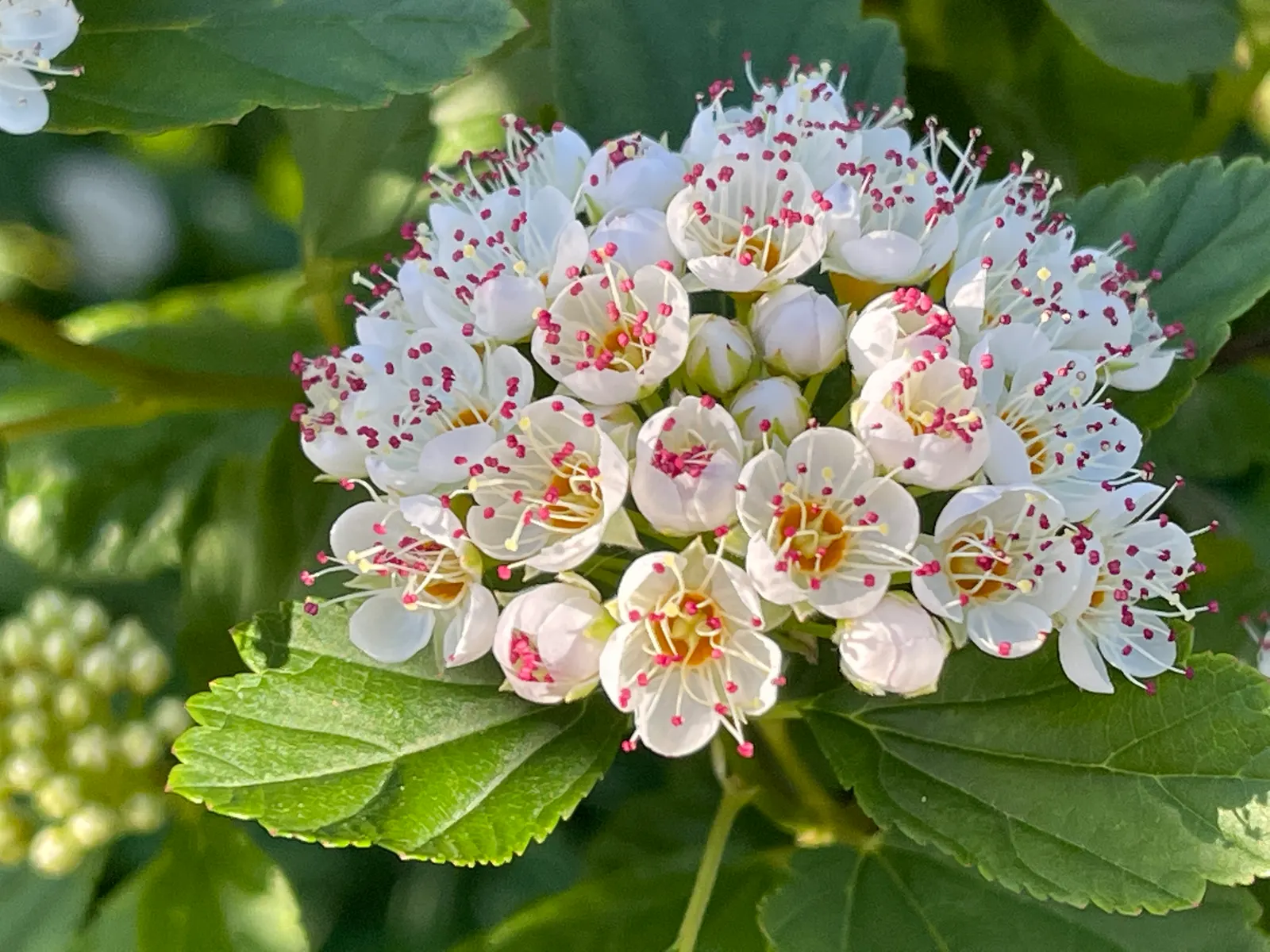 Common Ninebark (Physocarpus Opulifolius) — This resilience extends to drought conditions once established