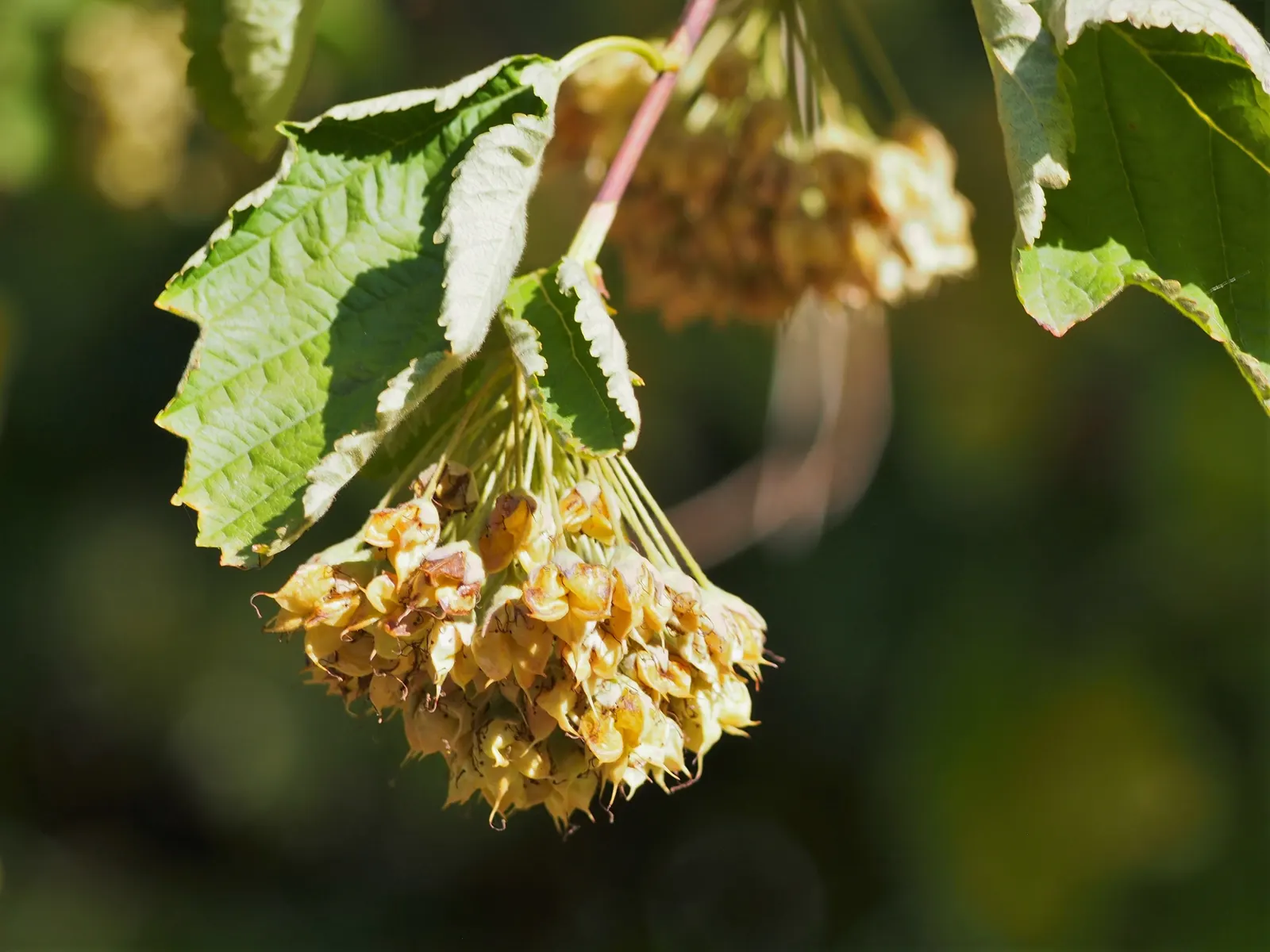 Common Ninebark (Physocarpus Opulifolius) — Adaptable to various soils