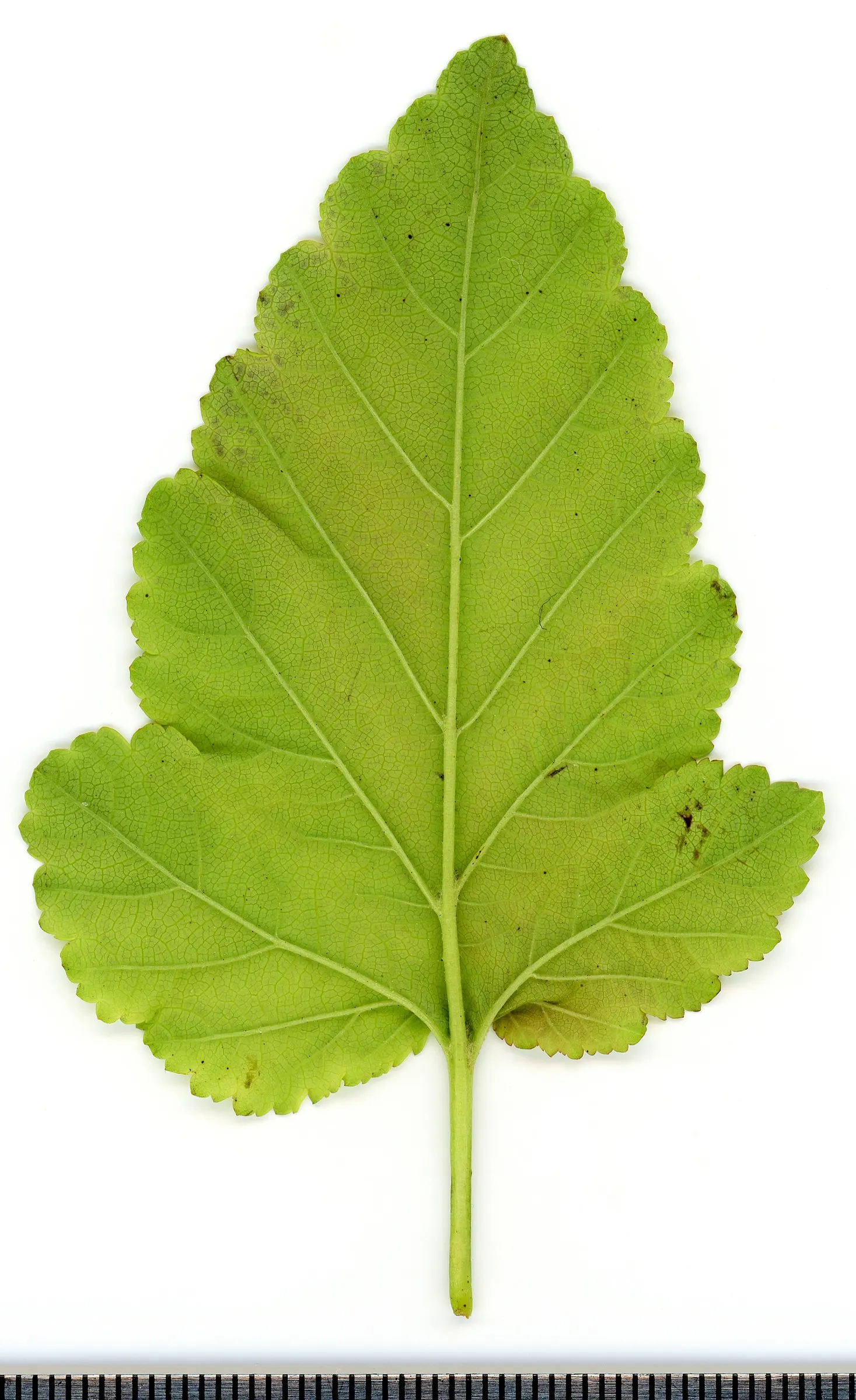 Common Ninebark (Physocarpus Opulifolius) — although some cultivated varieties may stay smaller.<br><br>The plant enjoys full sun to partial shade