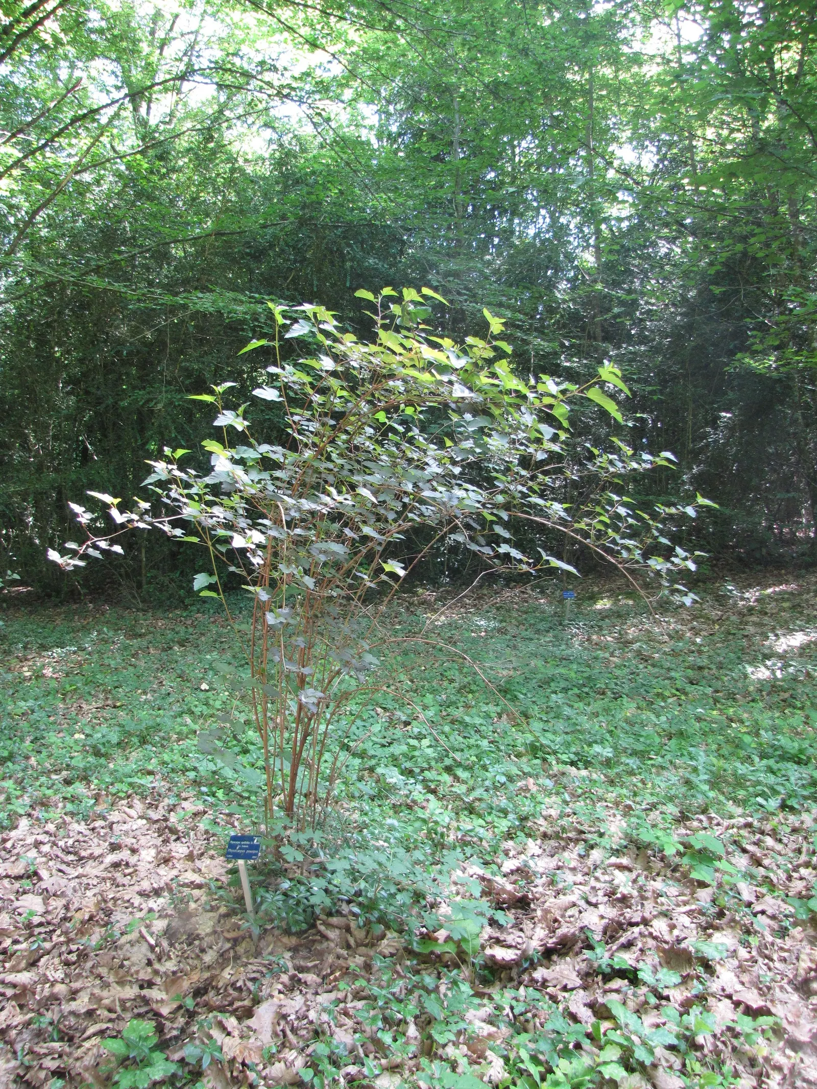 Common Ninebark (Physocarpus Opulifolius) — it features maple-like leaves that turn vibrant shades in fall