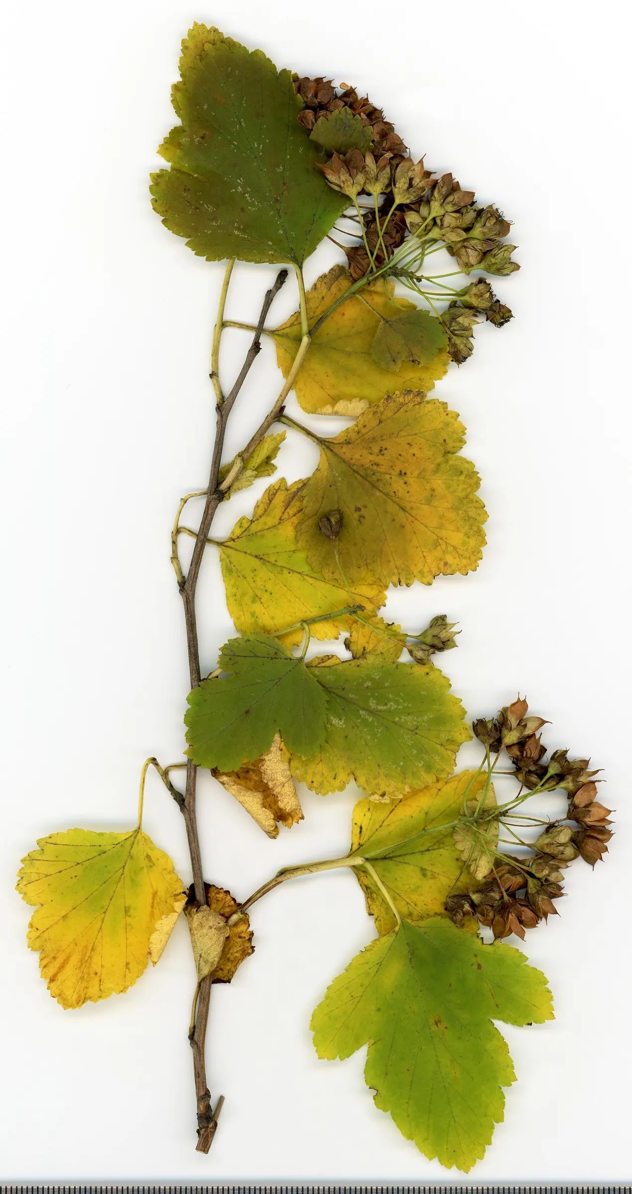 Common Ninebark (Physocarpus Opulifolius) — which adds winter interest to the garden with its textured