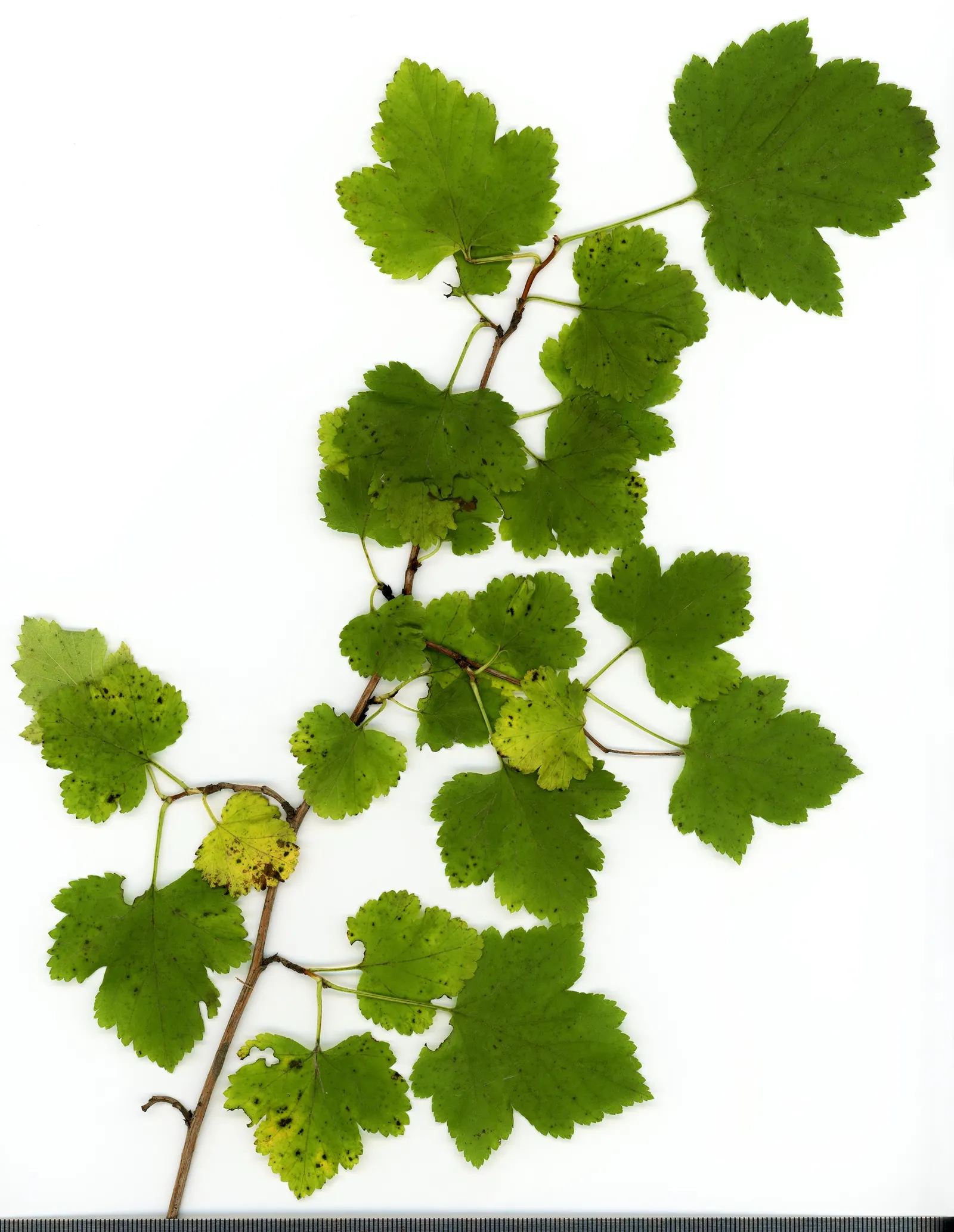 Common Ninebark (Physocarpus Opulifolius) — or integrated into mixed borders for both its aesthetic and ecological benefits