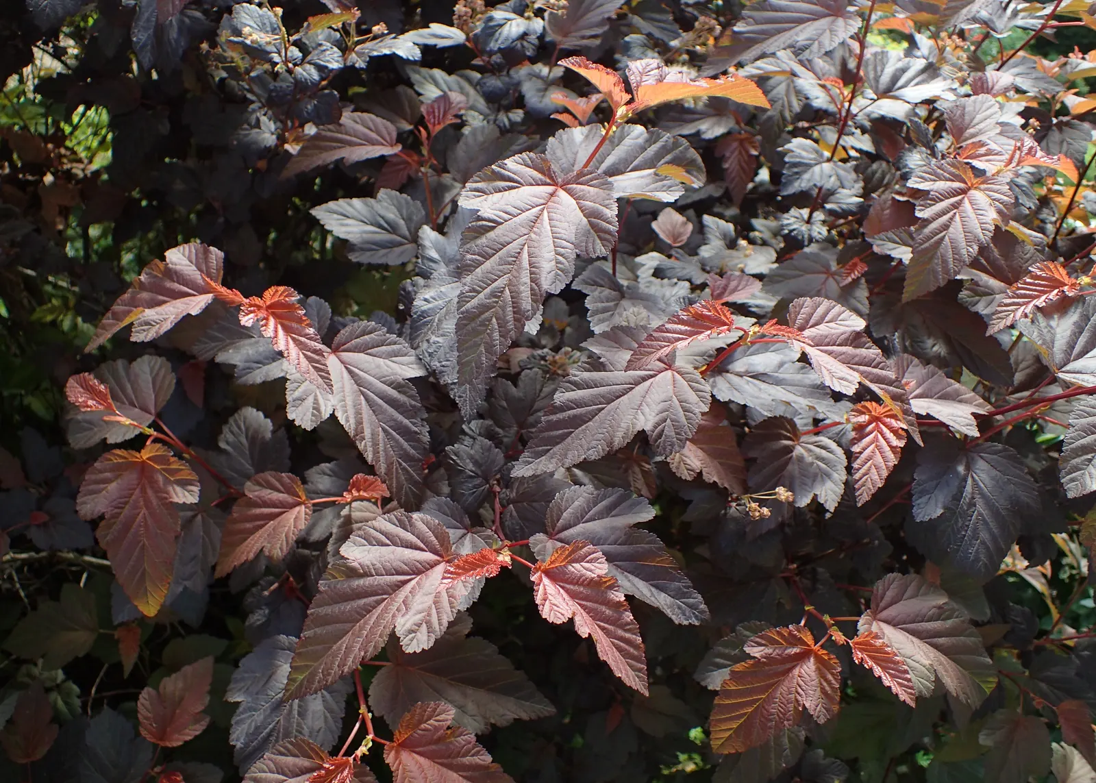 Common Ninebark (Physocarpus Opulifolius) — is a deciduous shrub well-suited for a dynamic and hardy landscape design