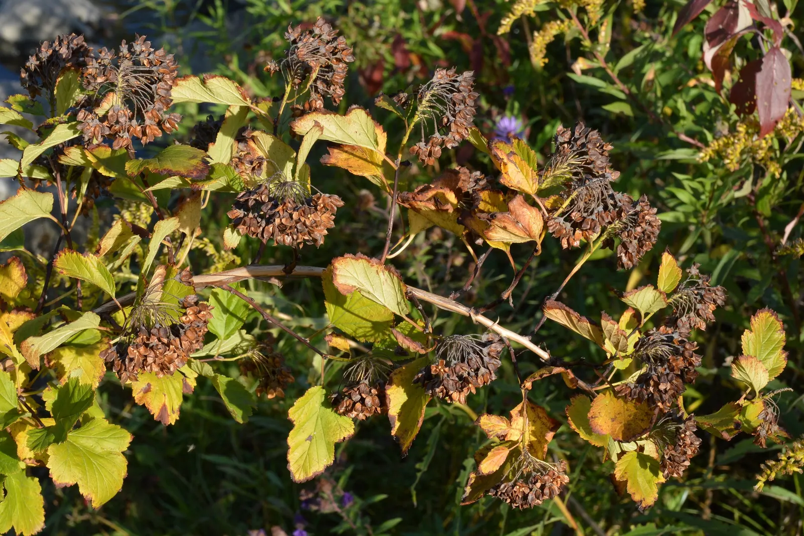 Common Ninebark (Physocarpus Opulifolius) — is a deciduous shrub well-suited for a dynamic and hardy landscape design; or integrated into mixed borders for
