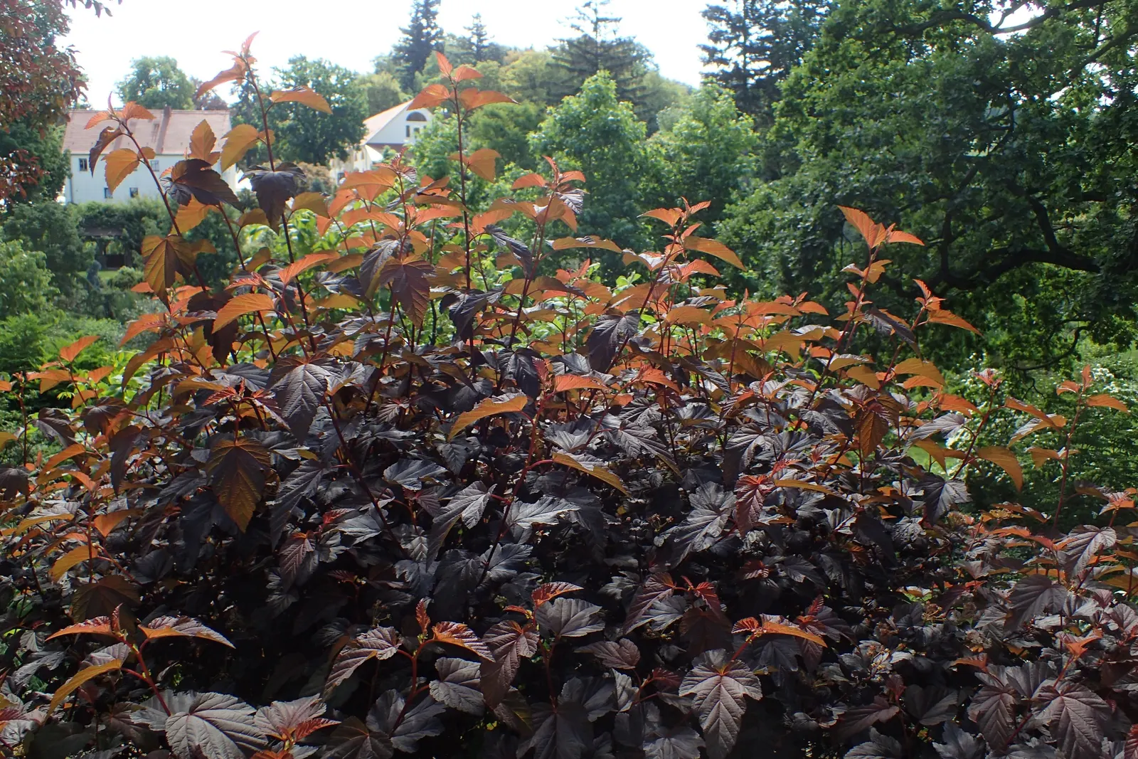 Common Ninebark (Physocarpus Opulifolius) — is a hardy deciduous shrub noteworthy for its peeling bark and dense; it features maple-like leaves that turn