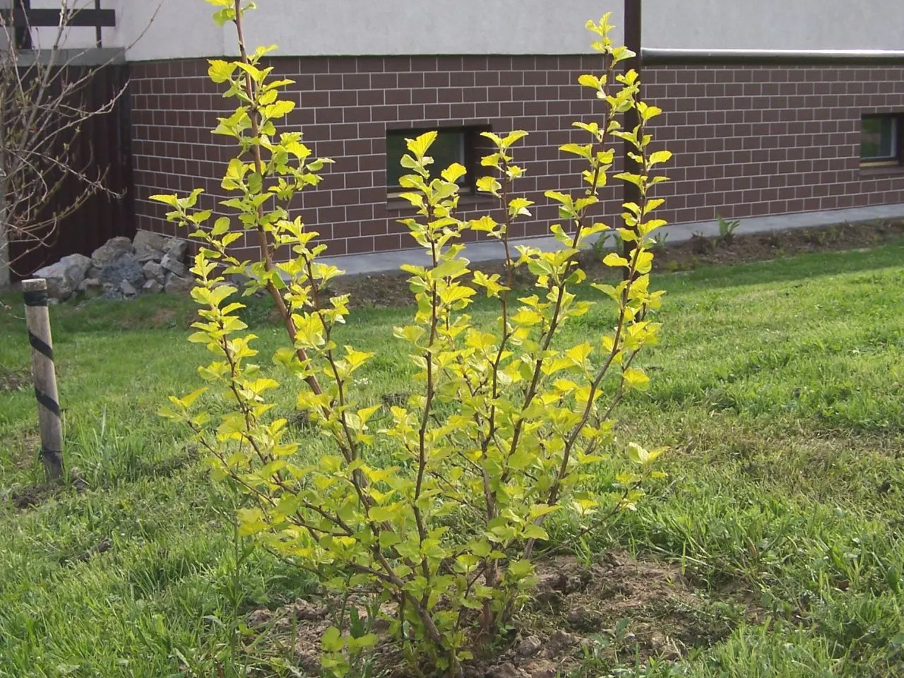 Common Ninebark (Physocarpus Opulifolius) — making Ninebark an excellent option for more arid climates or water-conserving gardens; or integrated into mixed