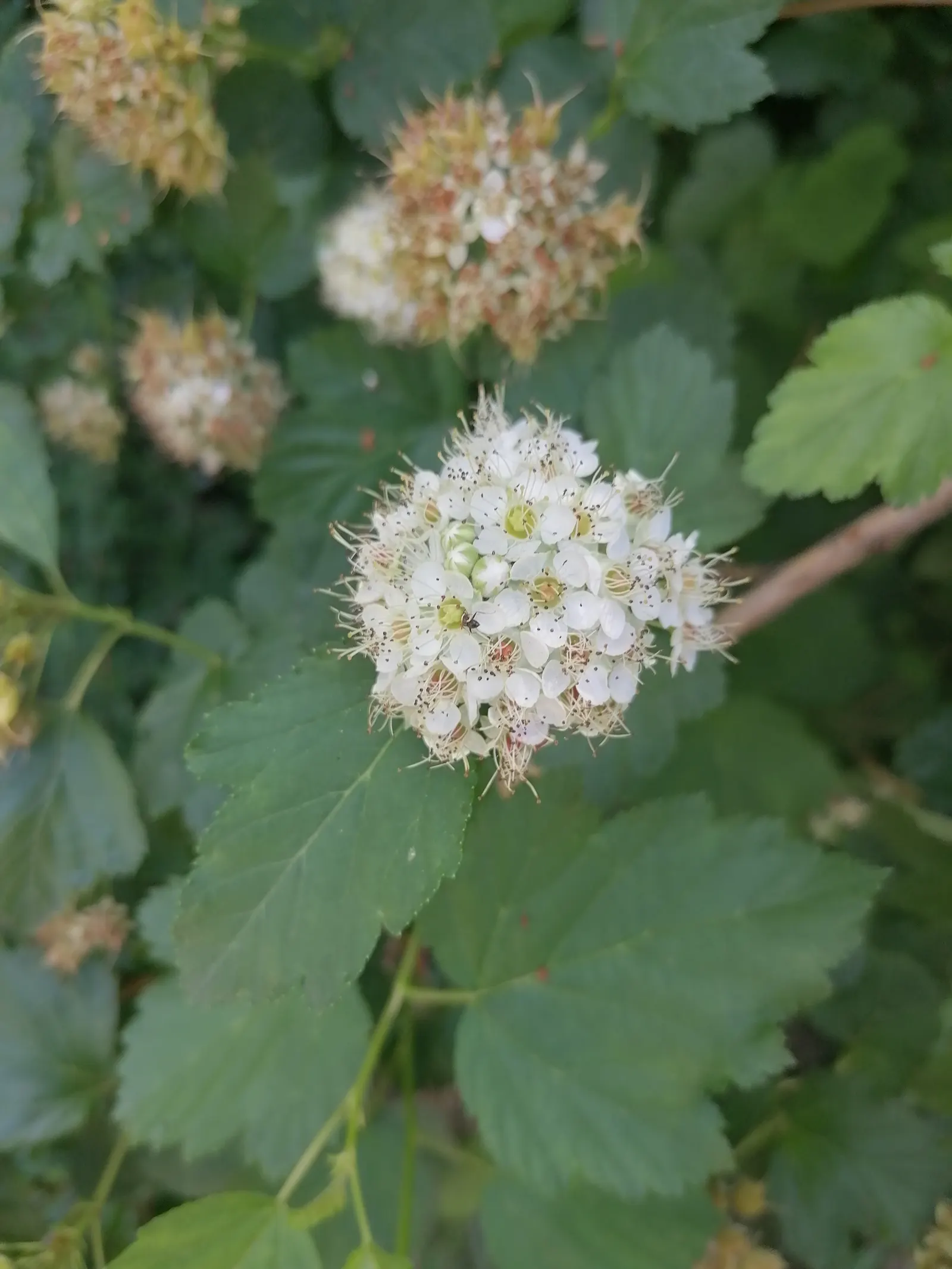 Common Ninebark (Physocarpus Opulifolius) — is a hardy deciduous shrub noteworthy for its peeling bark and dense