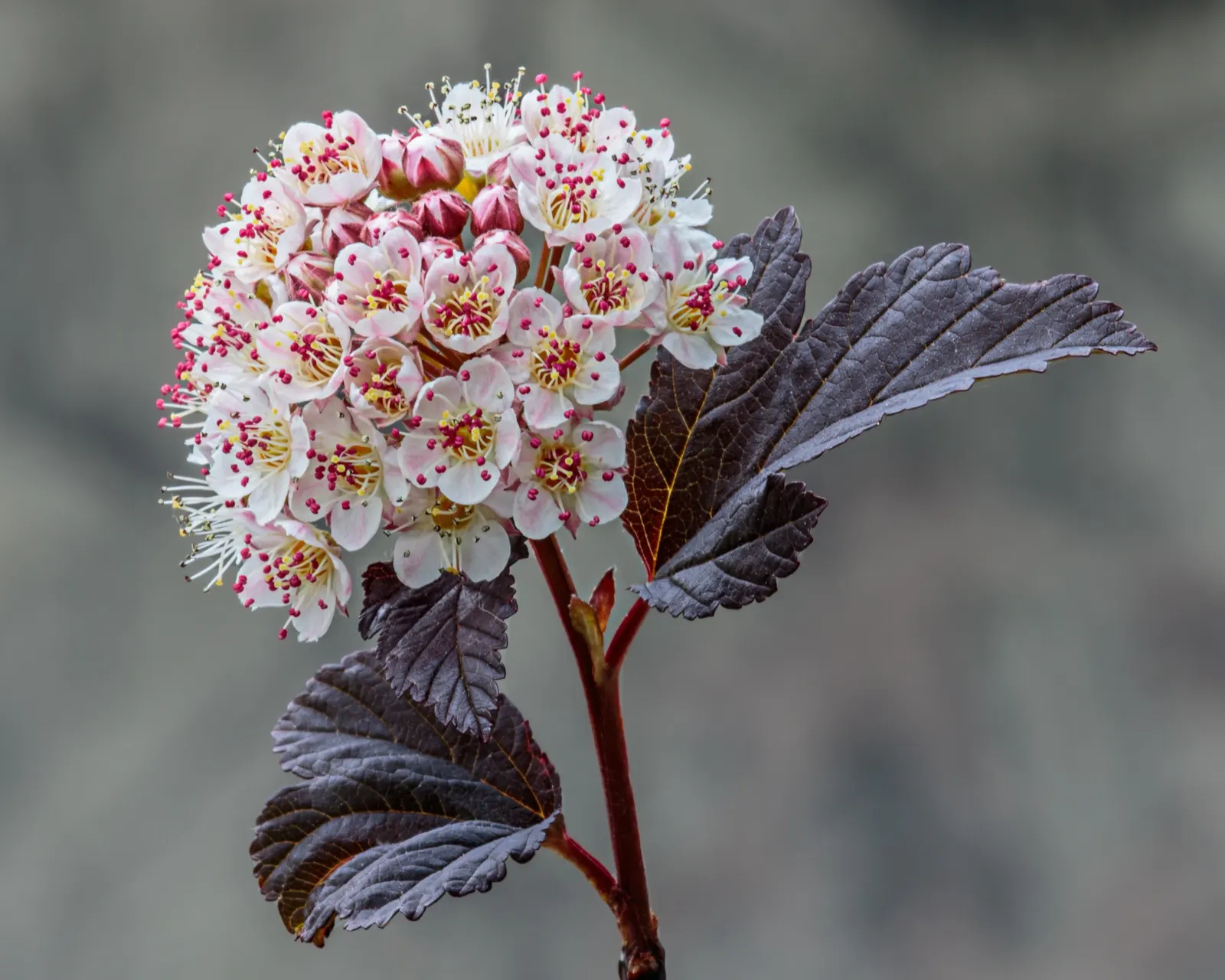 Common Ninebark (Physocarpus Opulifolius) — which contrast beautifully against the plant's lush foliage; this shrub typically grows to 5-8 feet in height and