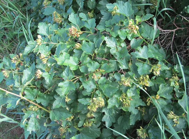 Common Ninebark (Physocarpus Opulifolius) — Ninebark's flowers also attract pollinators such as butterflies and bees; it features maple-like leaves that turn
