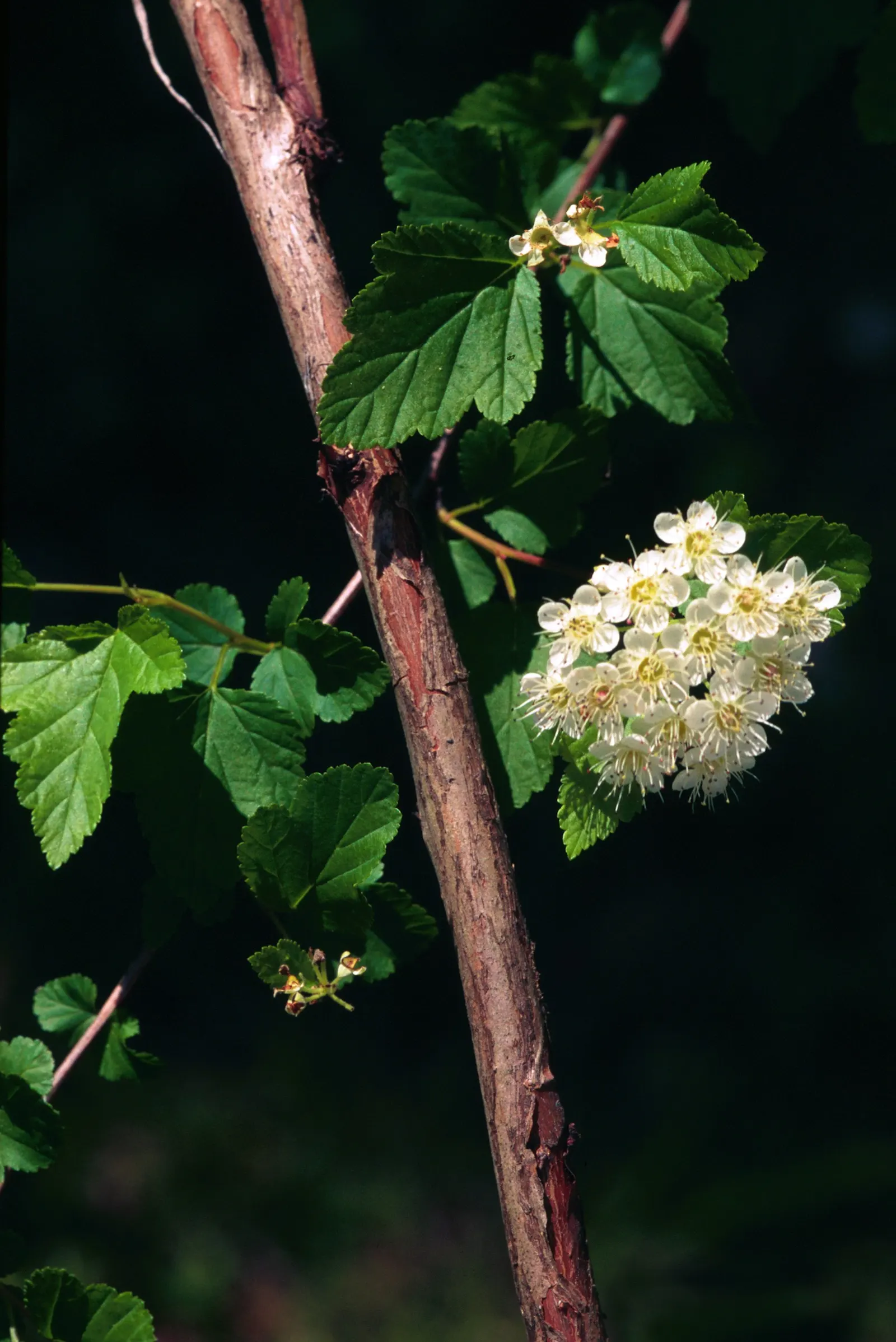 Common Ninebark (Physocarpus Opulifolius) — Adaptable to various soils; it features maple-like leaves that turn vibrant shades in fall