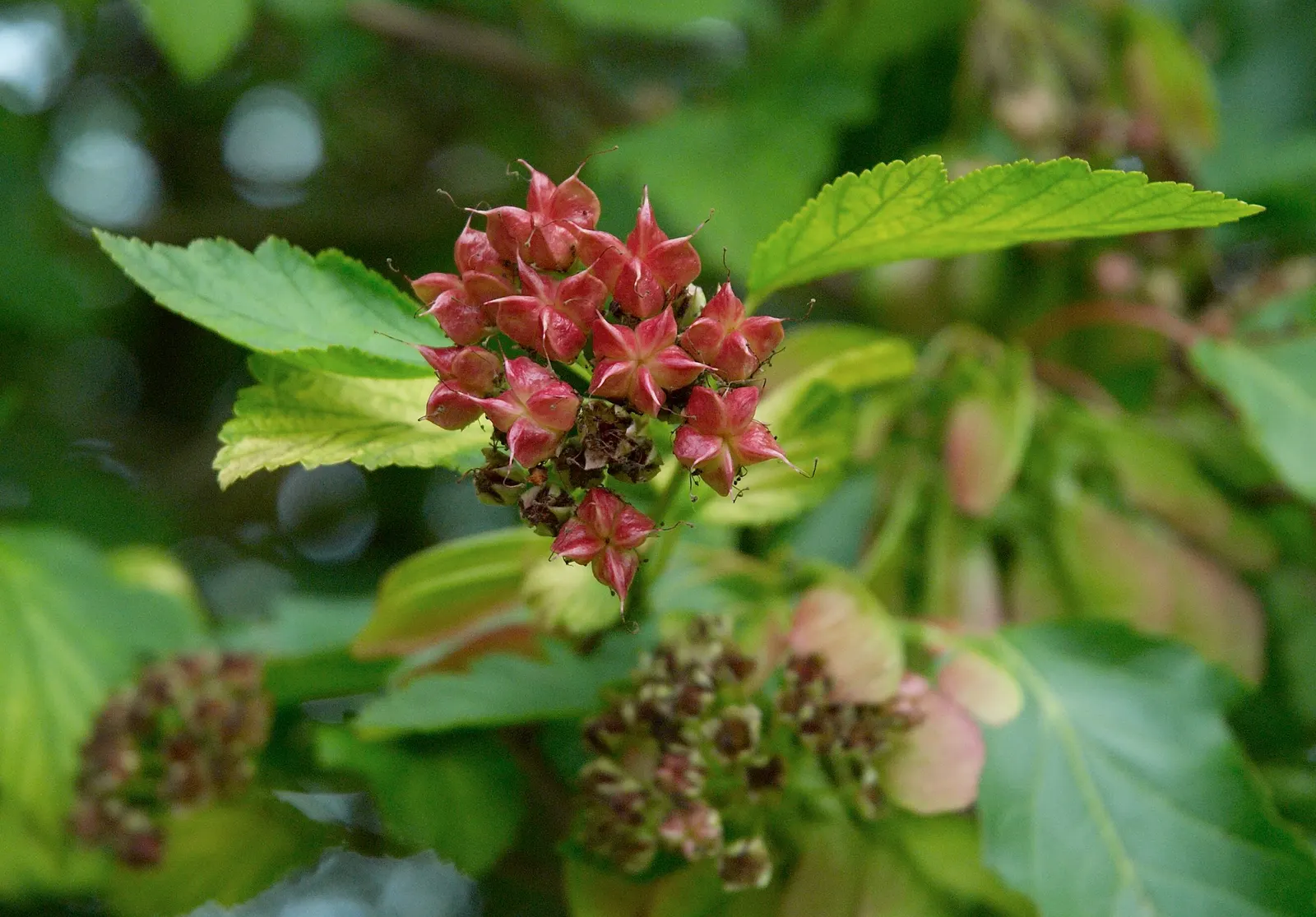 Common Ninebark (Physocarpus Opulifolius) — massed for a dramatic effect; or integrated into mixed borders for both its aesthetic and ecological benefits