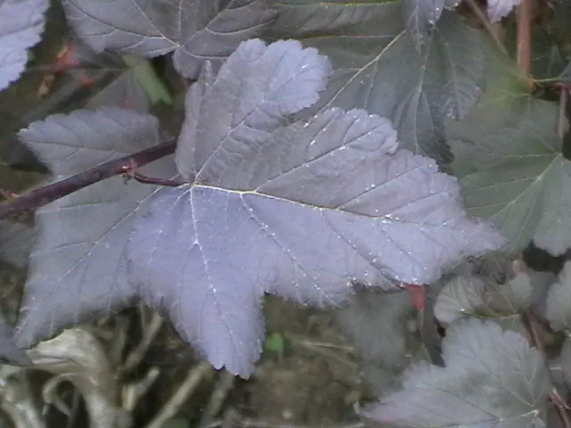 Common Ninebark (Physocarpus Opulifolius) — this low-maintenance plant is ideal for hedges or mixed borders in zones 2-8