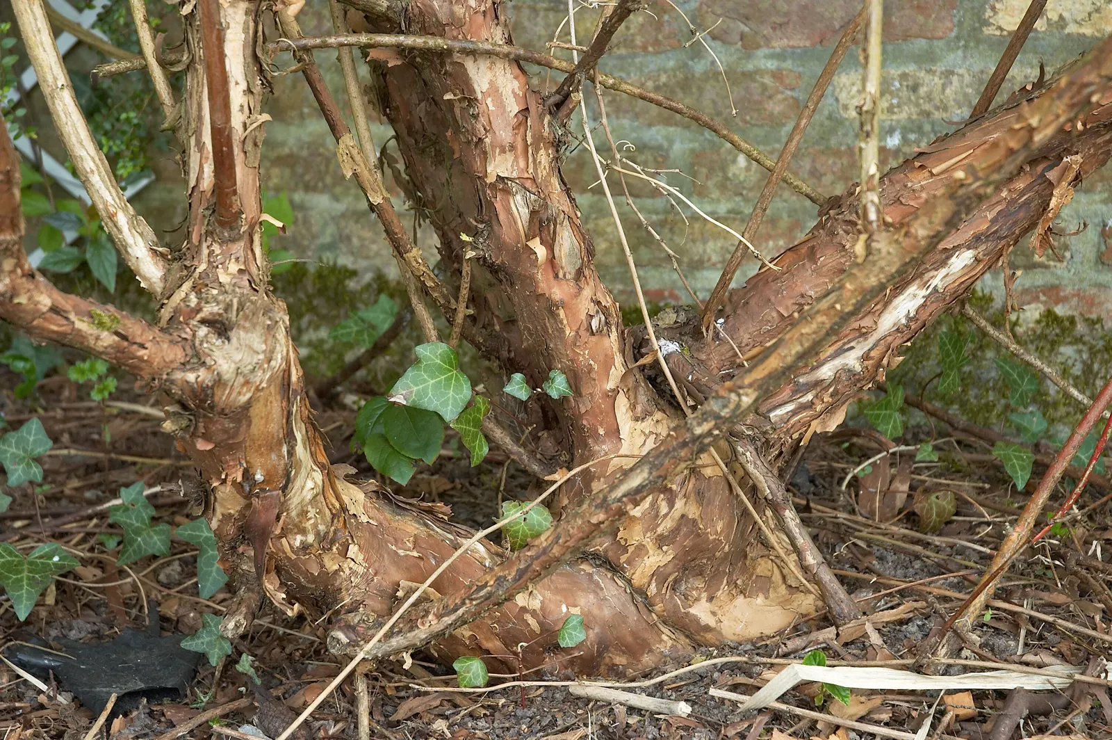 Common Ninebark (Physocarpus Opulifolius) — although some cultivated varieties may stay smaller.<br><br>The plant enjoys full sun to partial shade; or