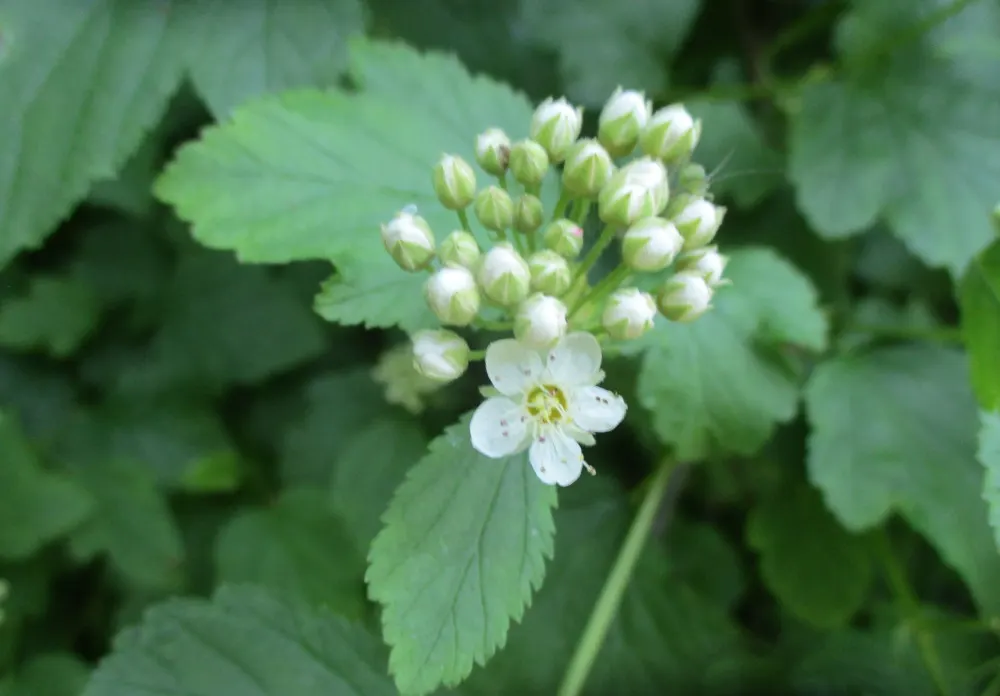 Common Ninebark (Physocarpus Opulifolius) — Ninebark can be used as a striking specimen plant