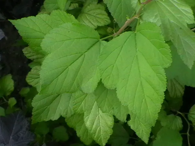 Common Ninebark (Physocarpus Opulifolius) — it features maple-like leaves that turn vibrant shades in fall; or integrated into mixed borders for both its