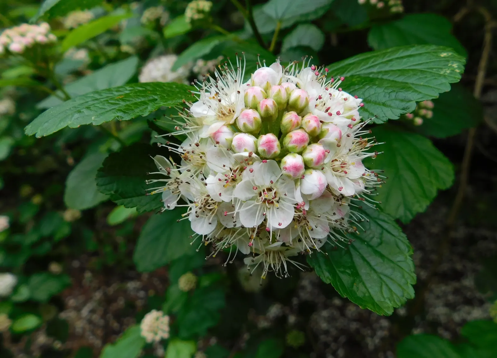Common Ninebark (Physocarpus Opulifolius) — Leaves may transition from a vibrant green to shades of yellow and bronze in the fall