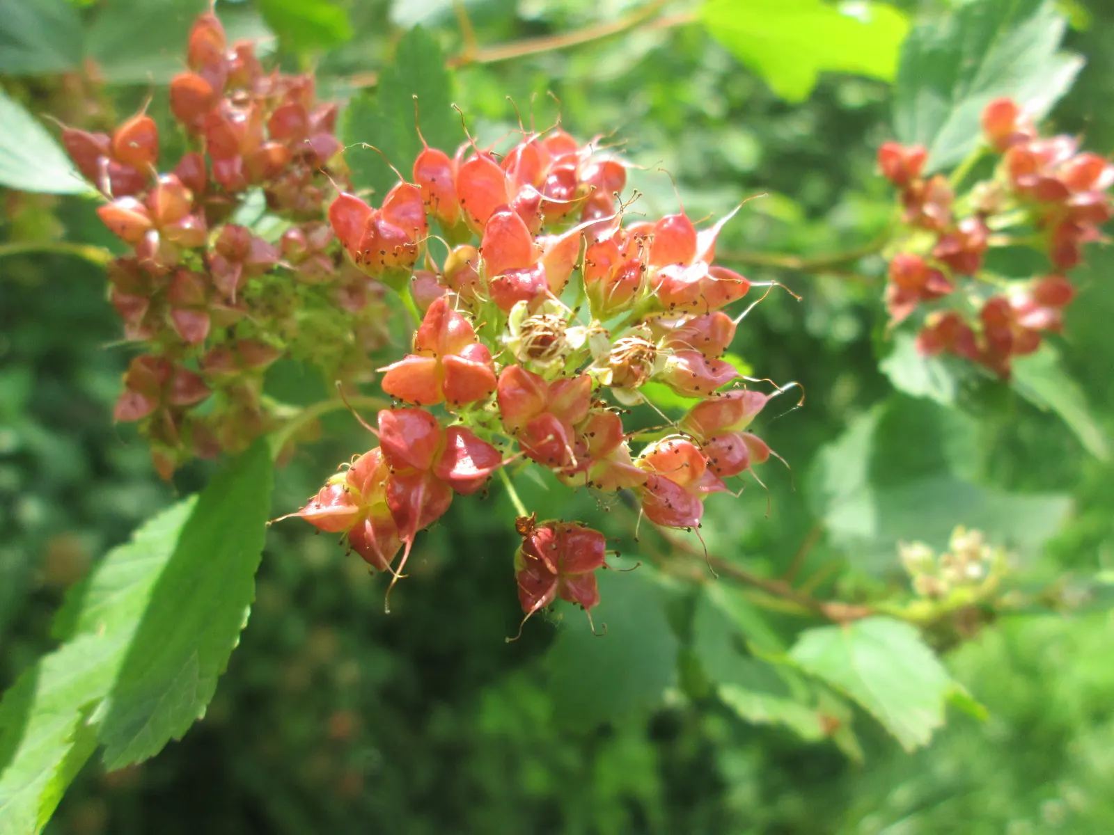 Common Ninebark (Physocarpus Opulifolius) — <br><br>Spring and early summer bring clusters of white to light pink flowers