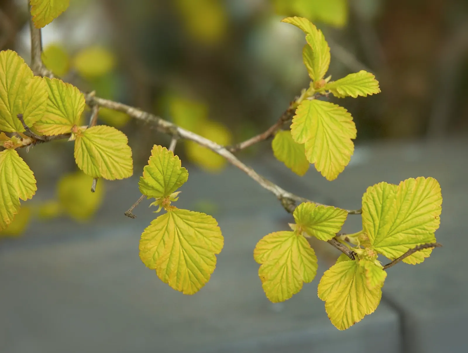 Common Ninebark (Physocarpus Opulifolius) — adding seasonal charm.<br><br>For gardeners interested in supporting local wildlife; or integrated into mixed