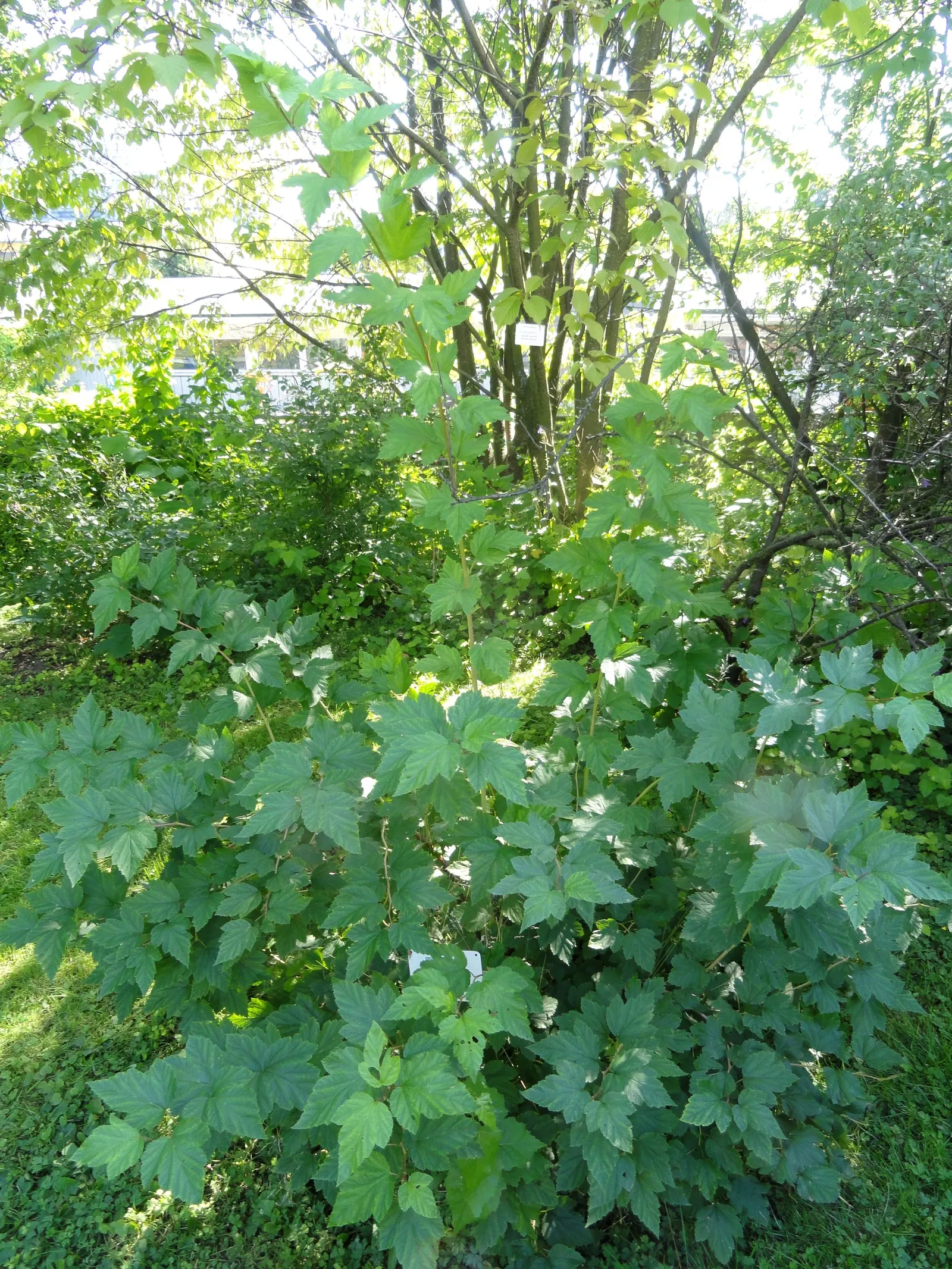 Common Ninebark (Physocarpus Opulifolius) — This shrub typically grows to 5-8 feet in height and spreads to an equal width of 5-8 feet