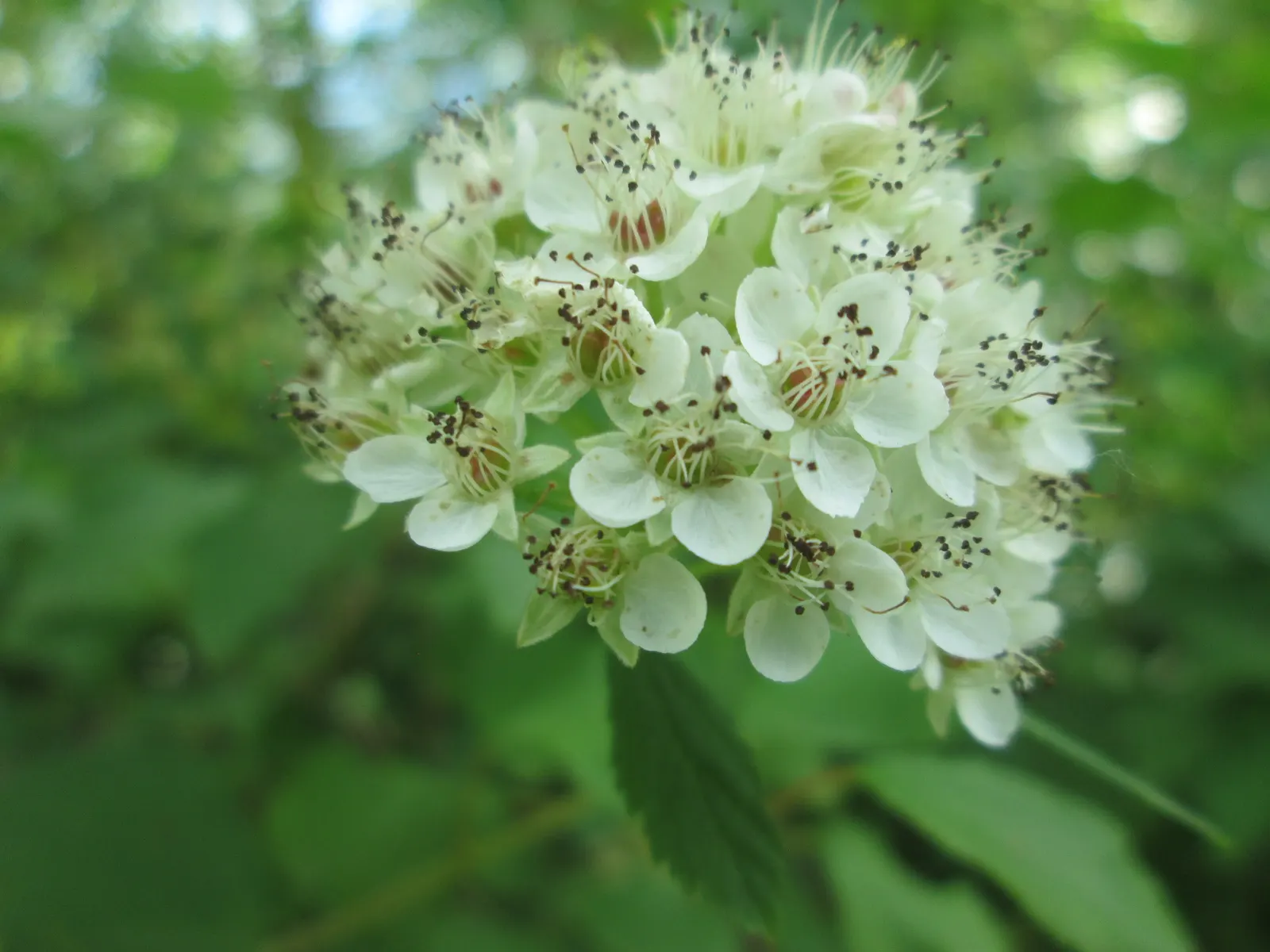 Common Ninebark (Physocarpus Opulifolius) — Ninebark can be used as a striking specimen plant; which contrast beautifully against the plant's lush foliage