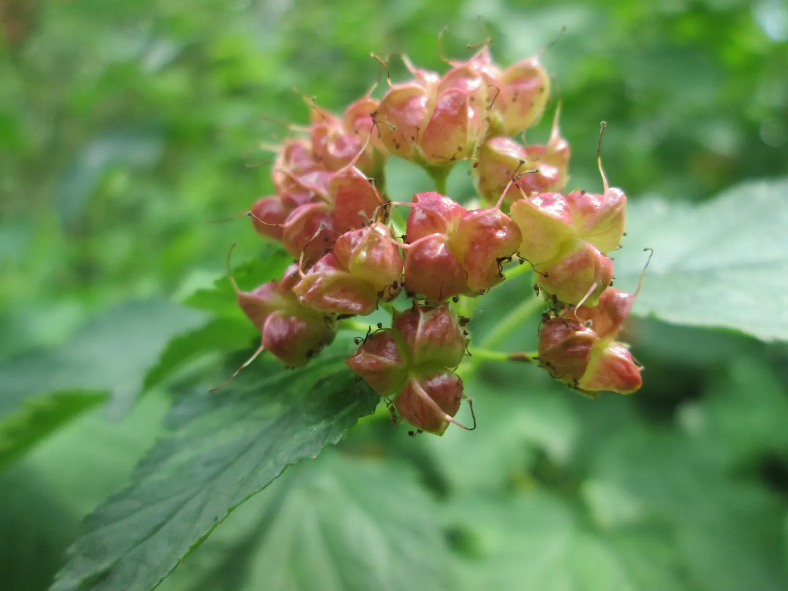 Common Ninebark (Physocarpus Opulifolius) — It is not particular about soil type but prefers a well-drained site
