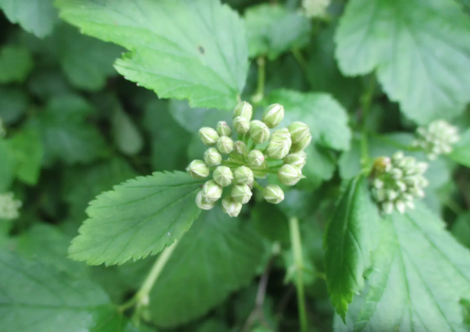 Common Ninebark (Physocarpus Opulifolius) — It is not particular about soil type but prefers a well-drained site; this shrub typically grows to 5-8 feet in