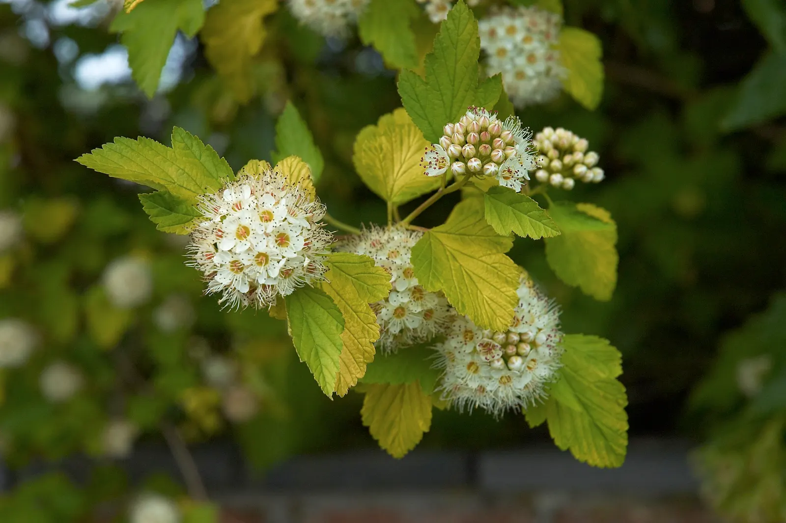 Common Ninebark (Physocarpus Opulifolius) — this low-maintenance plant is ideal for hedges or mixed borders in zones 2-8; this shrub typically grows to 5-8