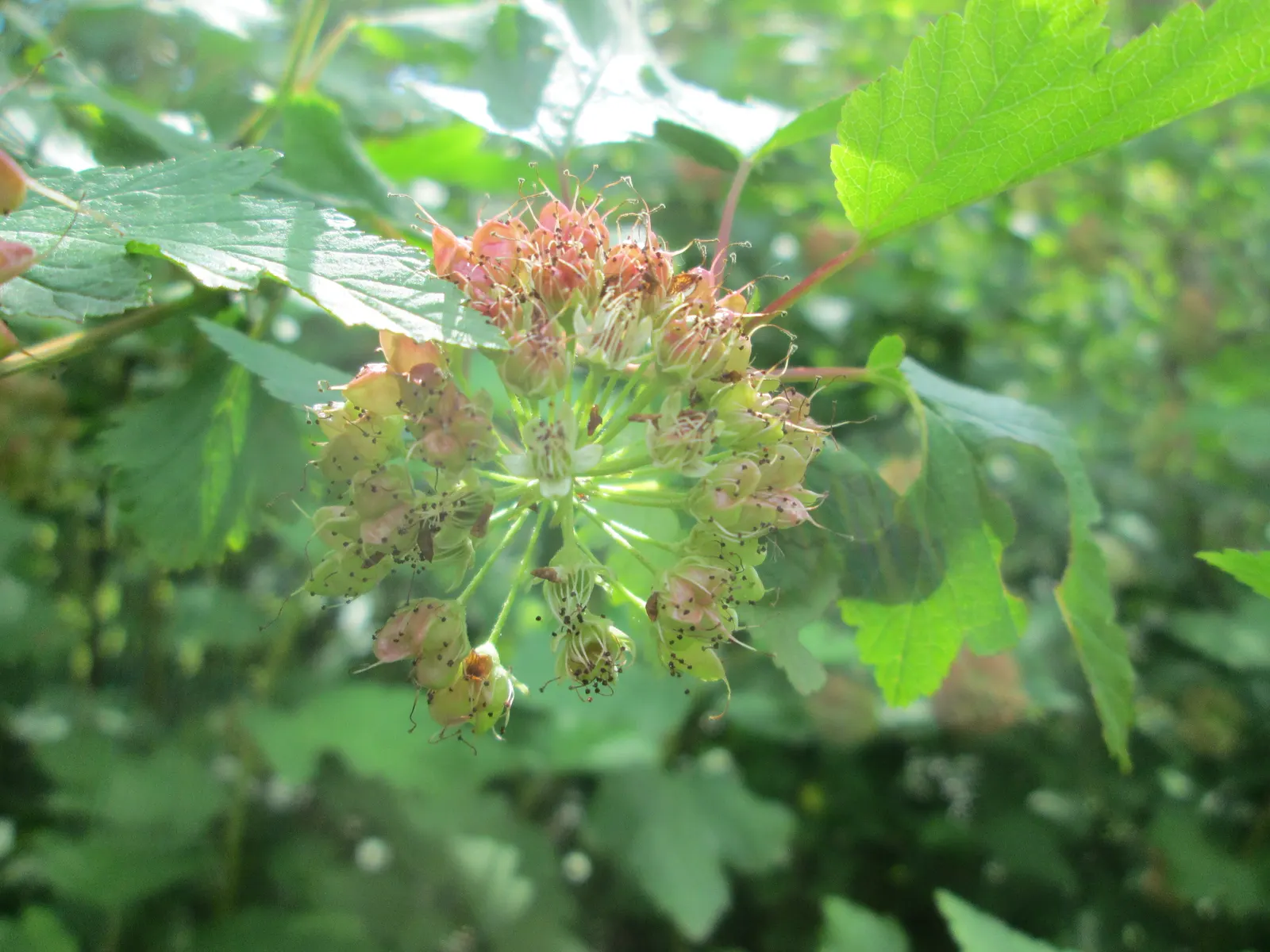 Common Ninebark (Physocarpus Opulifolius) — shrub with pink and white blooms