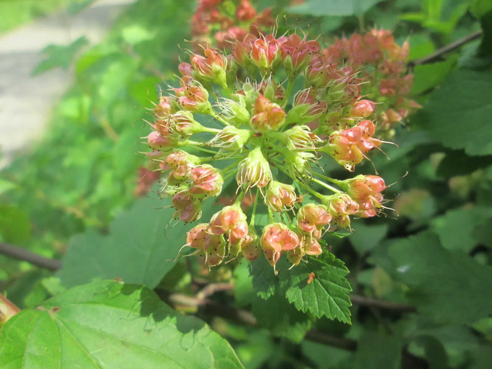 Common Ninebark (Physocarpus Opulifolius) — Thriving in USDA plant hardiness zones 2 through 8
