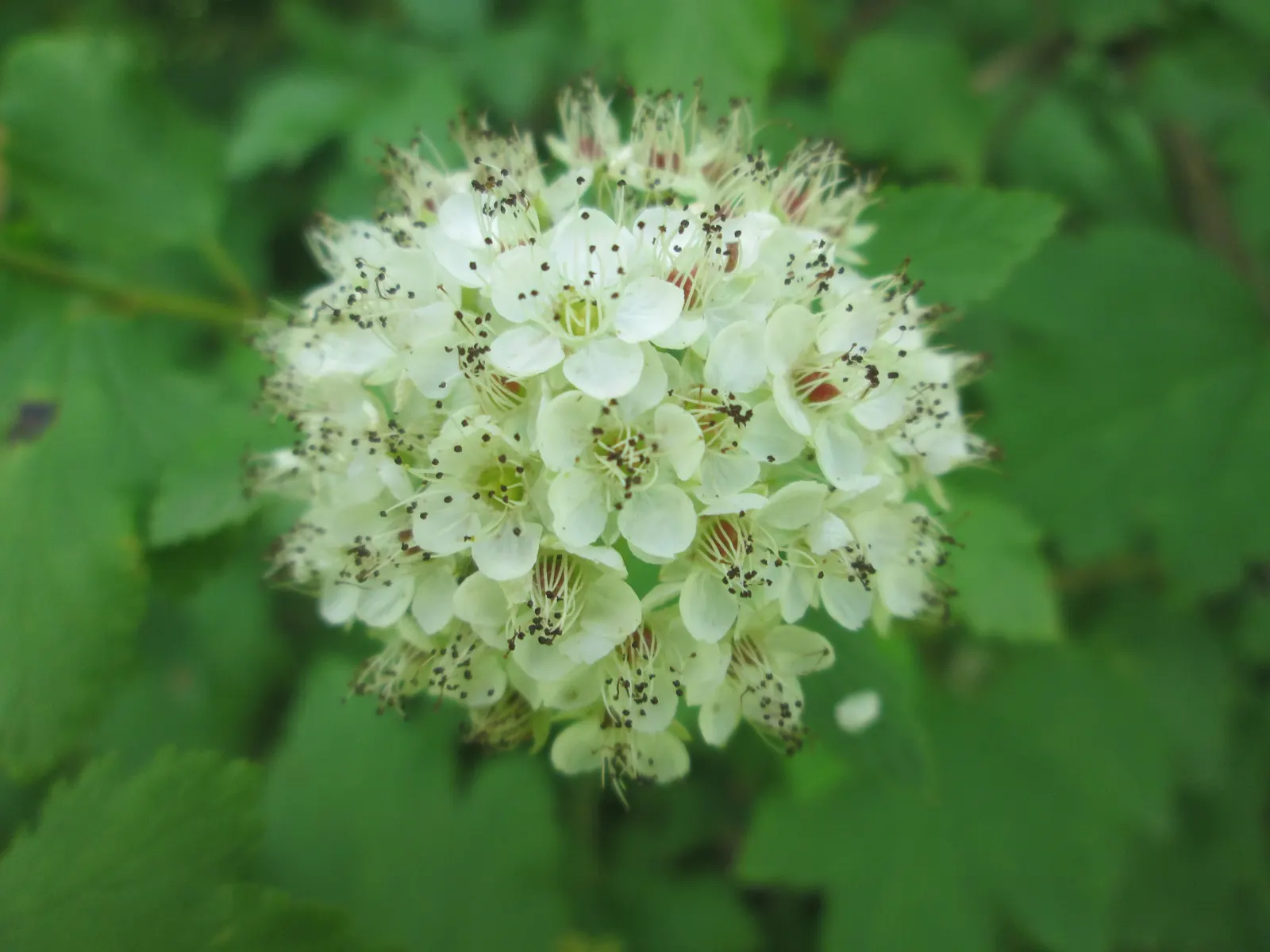 Common Ninebark (Physocarpus Opulifolius) — mounded growth up to 5-8 feet tall and wide