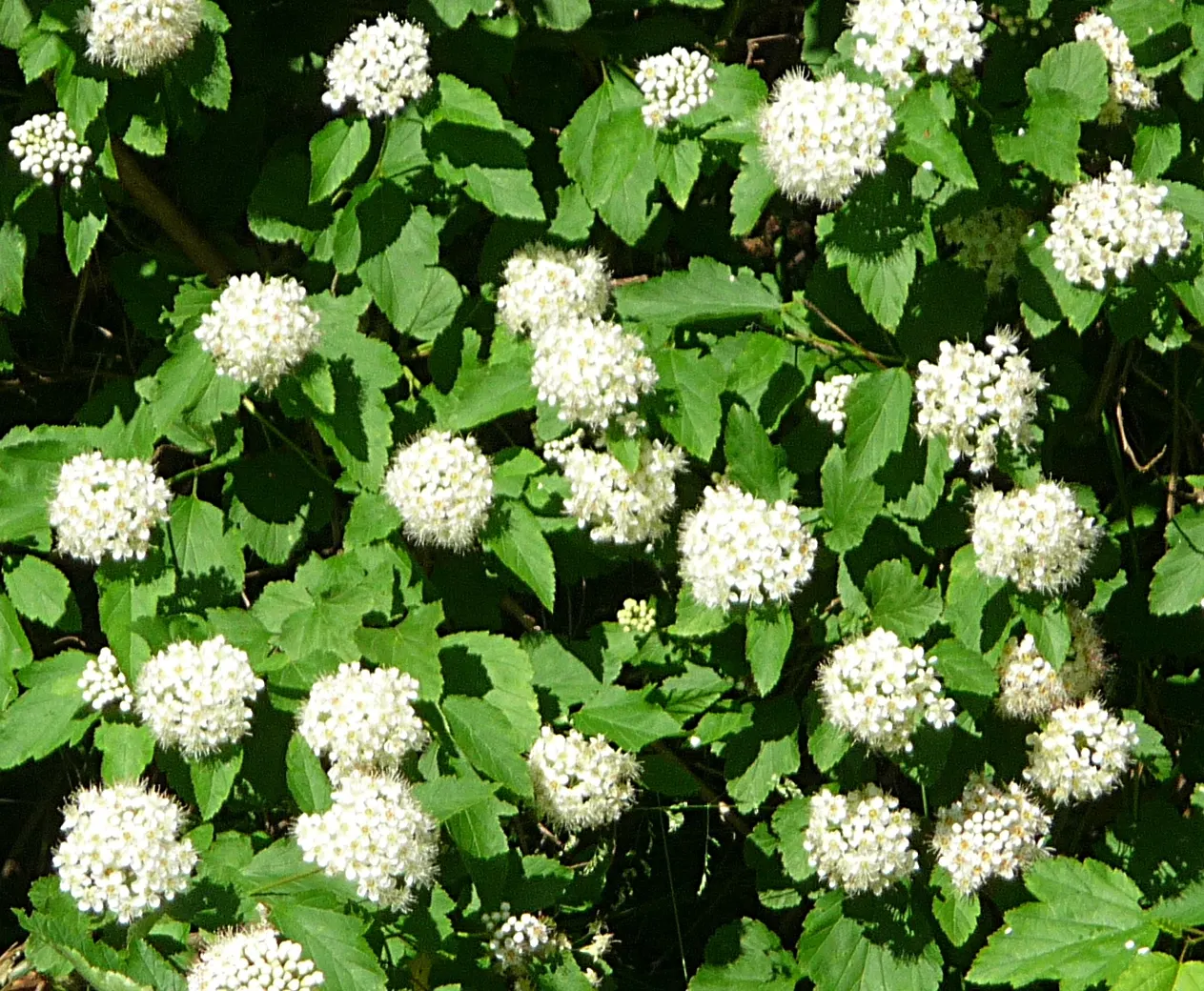 Common Ninebark (Physocarpus Opulifolius) — while birds enjoy its small fruit