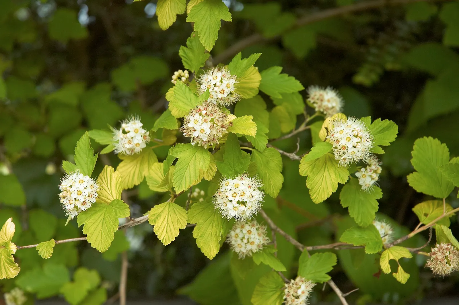 Common Ninebark (Physocarpus Opulifolius) — This resilience extends to drought conditions once established; which contrast beautifully against the plant's lush