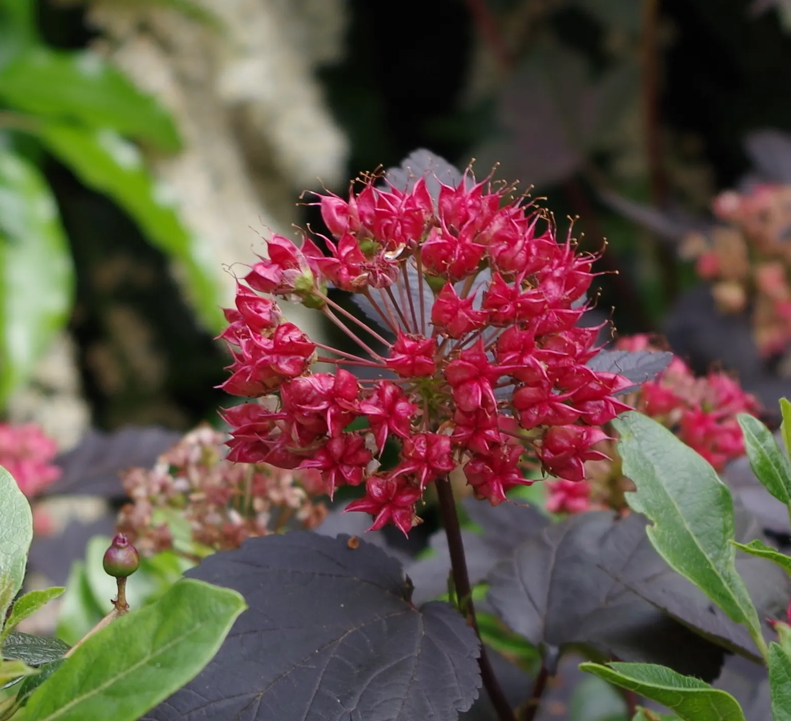 Common Ninebark (Physocarpus Opulifolius) — preferring full sun to part shade
