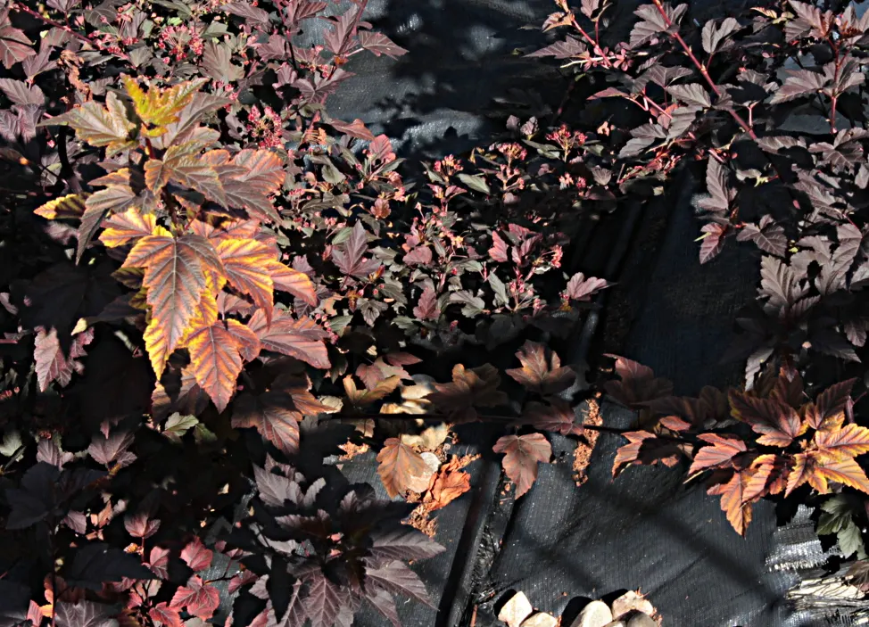 Common Ninebark (Physocarpus Opulifolius) — making Ninebark an excellent option for more arid climates or water-conserving gardens