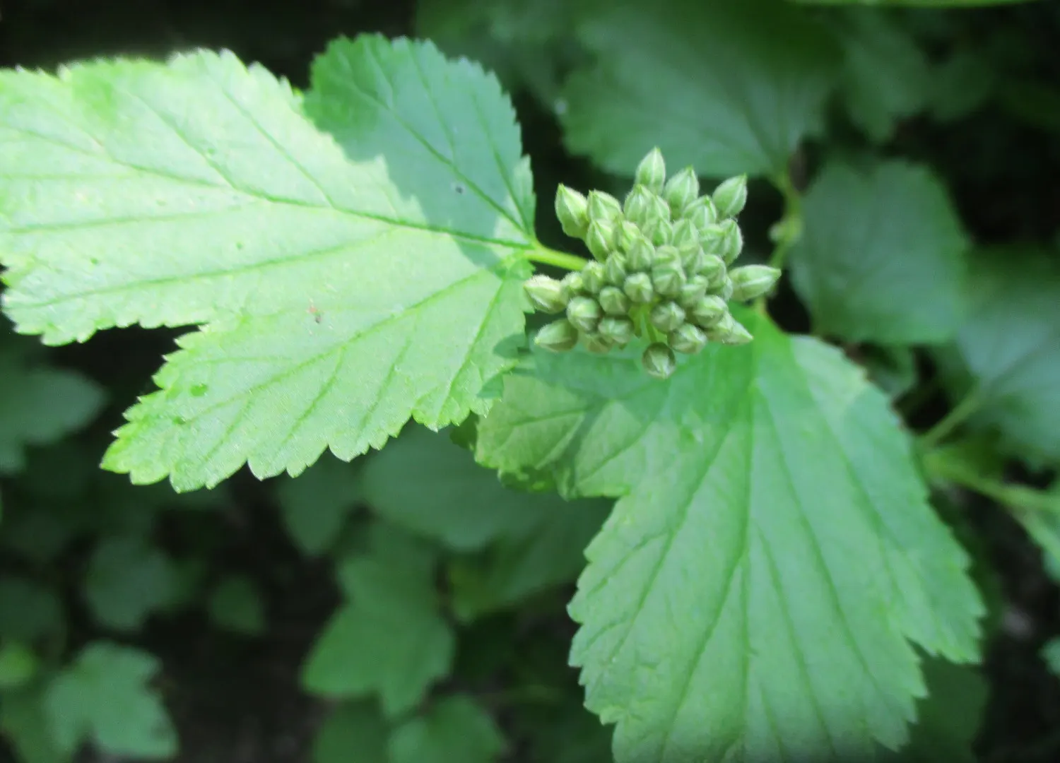 Common Ninebark (Physocarpus Opulifolius) — preferring full sun to part shade; which contrast beautifully against the plant's lush foliage