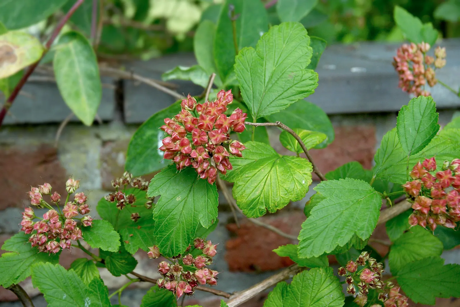 Common Ninebark (Physocarpus Opulifolius) — Favored for its clusters of pink or white flowers in spring; which contrast beautifully against the plant's lush