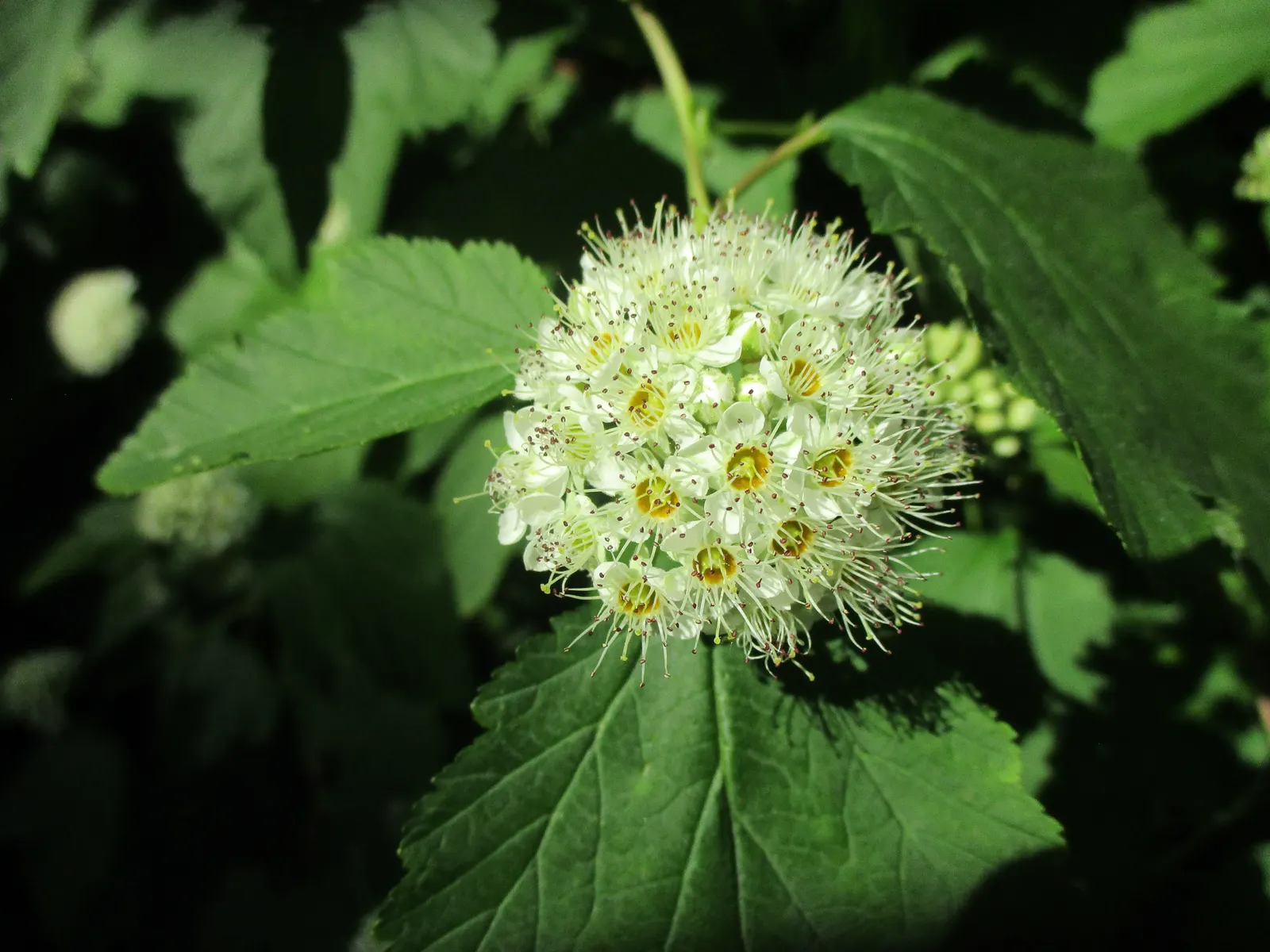 Common Ninebark (Physocarpus Opulifolius) — which contrast beautifully against the plant's lush foliage