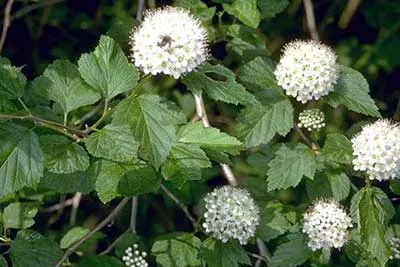 Common Ninebark (Physocarpus Opulifolius) — Favored for its clusters of pink or white flowers in spring