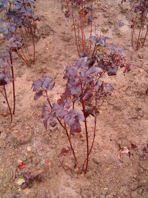 Common Ninebark (Physocarpus Opulifolius) — shrub for full or half