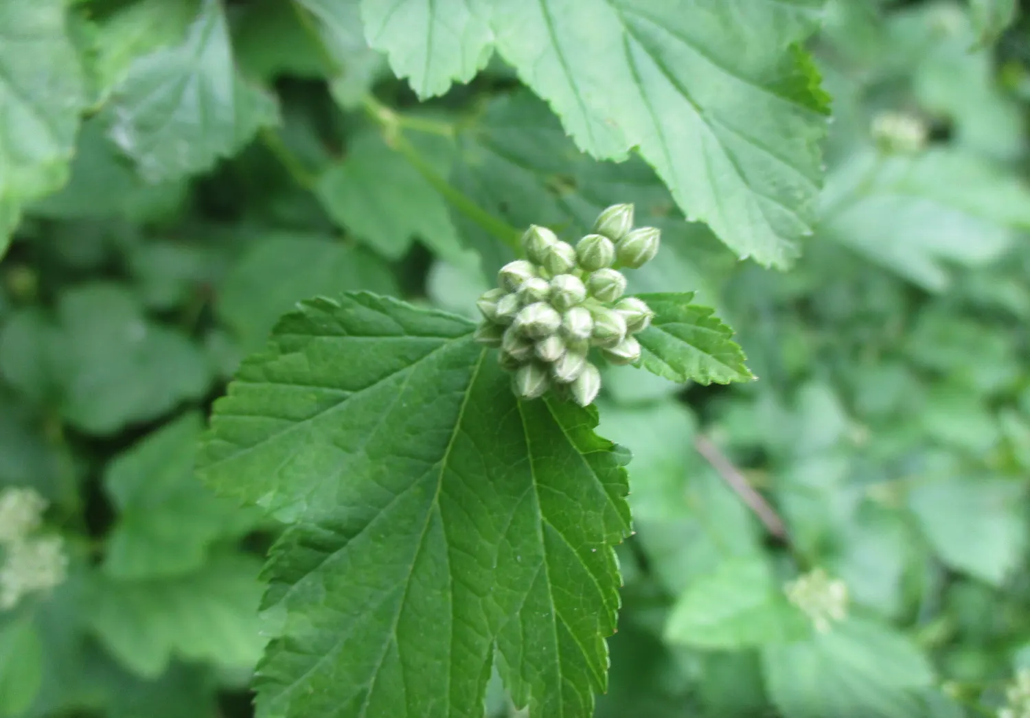 Common Ninebark (Physocarpus Opulifolius) — Thriving in USDA plant hardiness zones 2 through 8; it features maple-like leaves that turn vibrant shades in fall