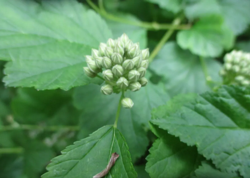 Common Ninebark (Physocarpus Opulifolius) — Leaves may transition from a vibrant green to shades of yellow and bronze in the fall; which contrast beautifully