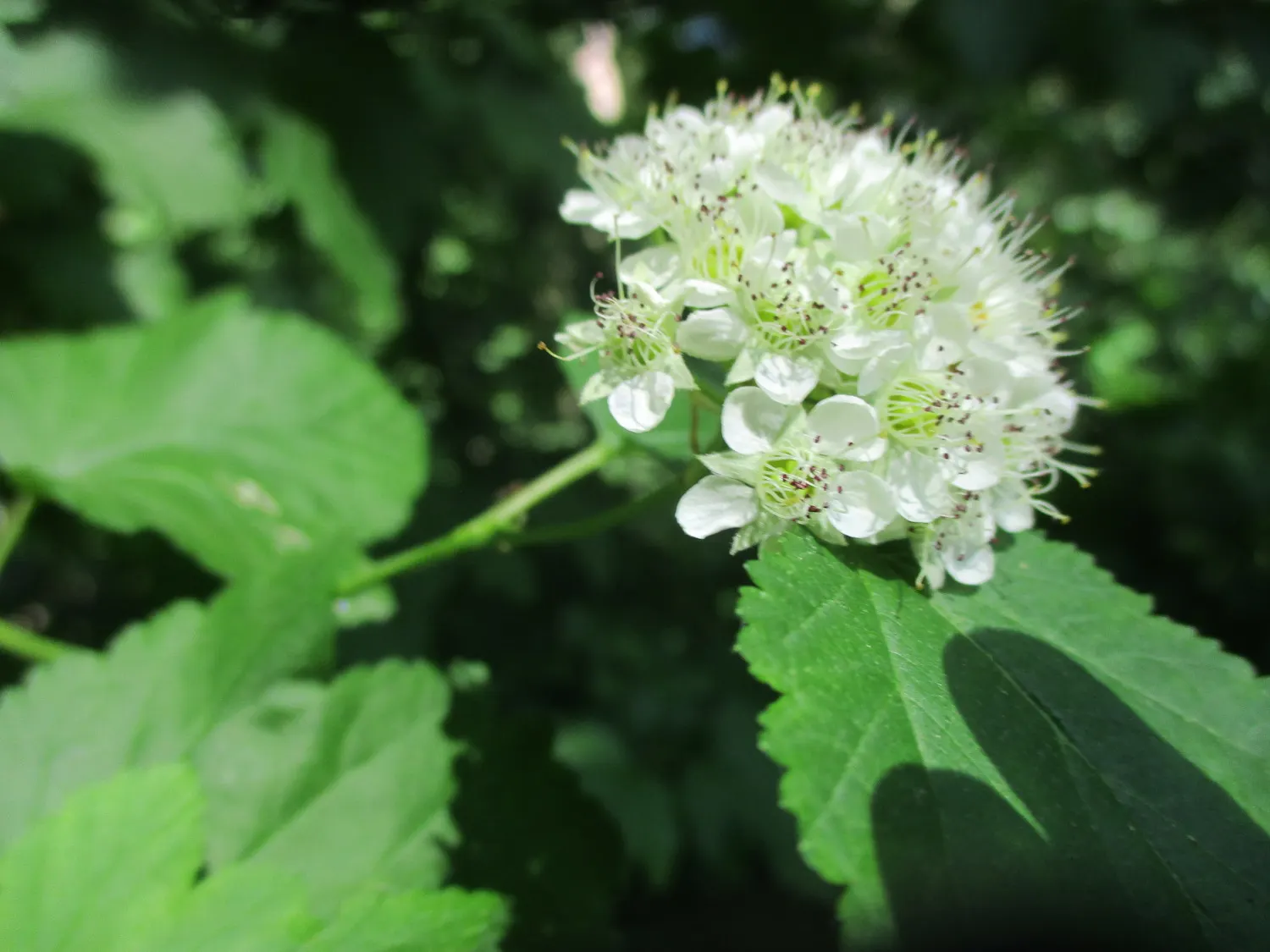 Common Ninebark (Physocarpus Opulifolius) — adding seasonal charm.<br><br>For gardeners interested in supporting local wildlife