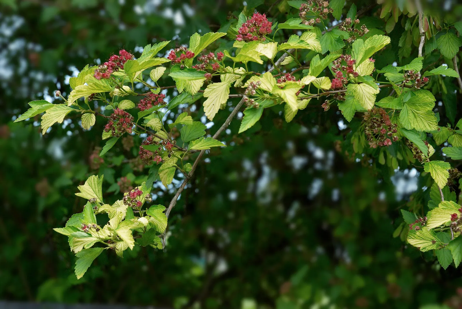 Common Ninebark (Physocarpus Opulifolius) — or integrated into mixed borders for both its aesthetic and ecological benefits; it features maple-like leaves that
