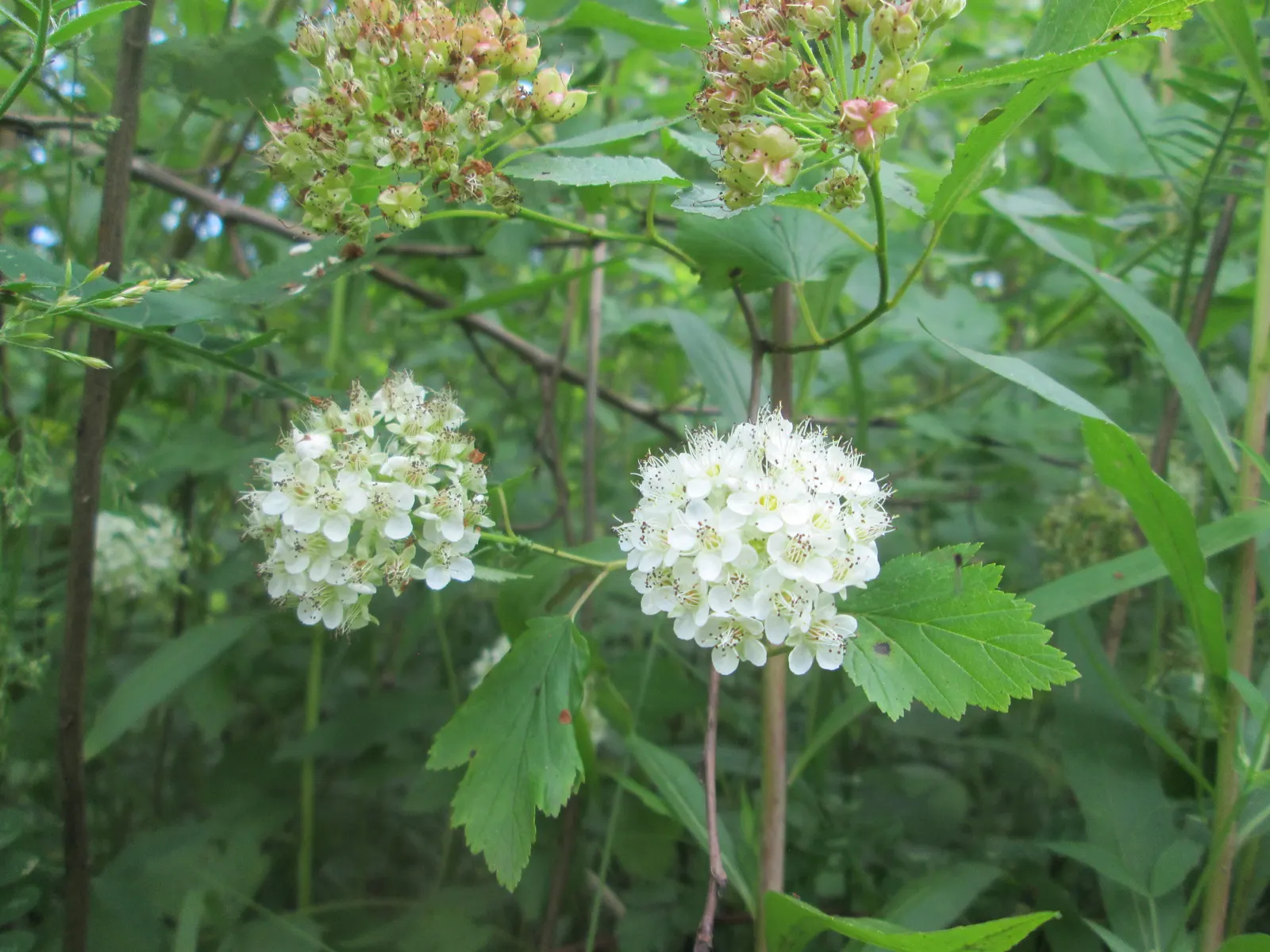 Common Ninebark (Physocarpus Opulifolius) — massed for a dramatic effect