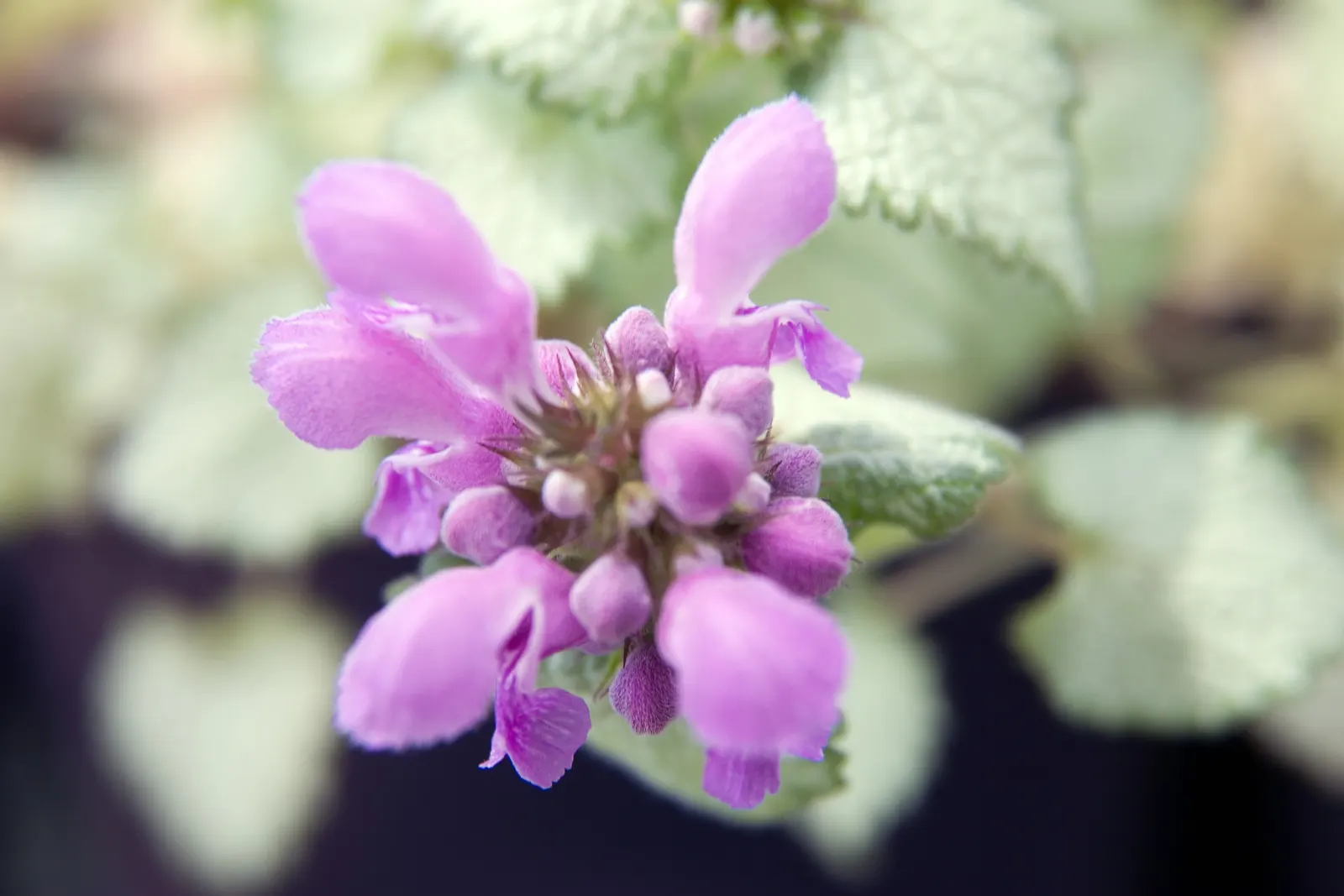 Pink Chablis Nettle (Lamium Maculatum 'Orchid Frost') — This hardy perennial thrives in USDA zones 3-8, reaching 6-8 inches in height with a spread of up to 24