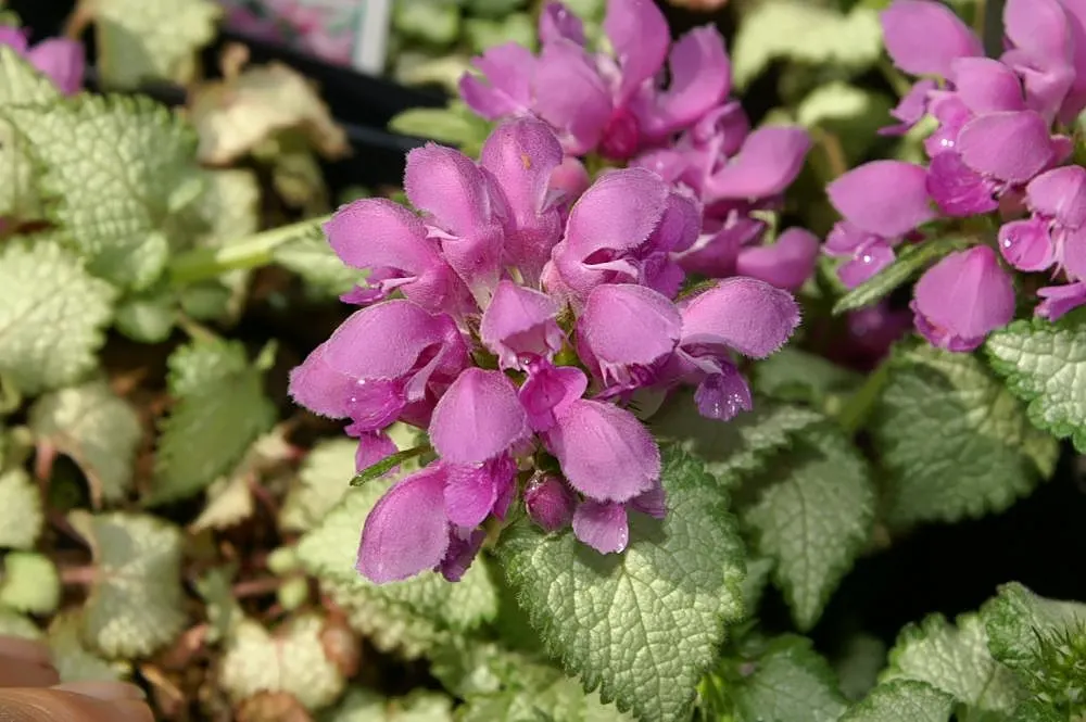 Pink Chablis Nettle (Lamium Maculatum 'Orchid Frost') — Pink Chablis Nettle (Lamium maculatum 'Orchid Frost') features variegated silver foliage with soft pink