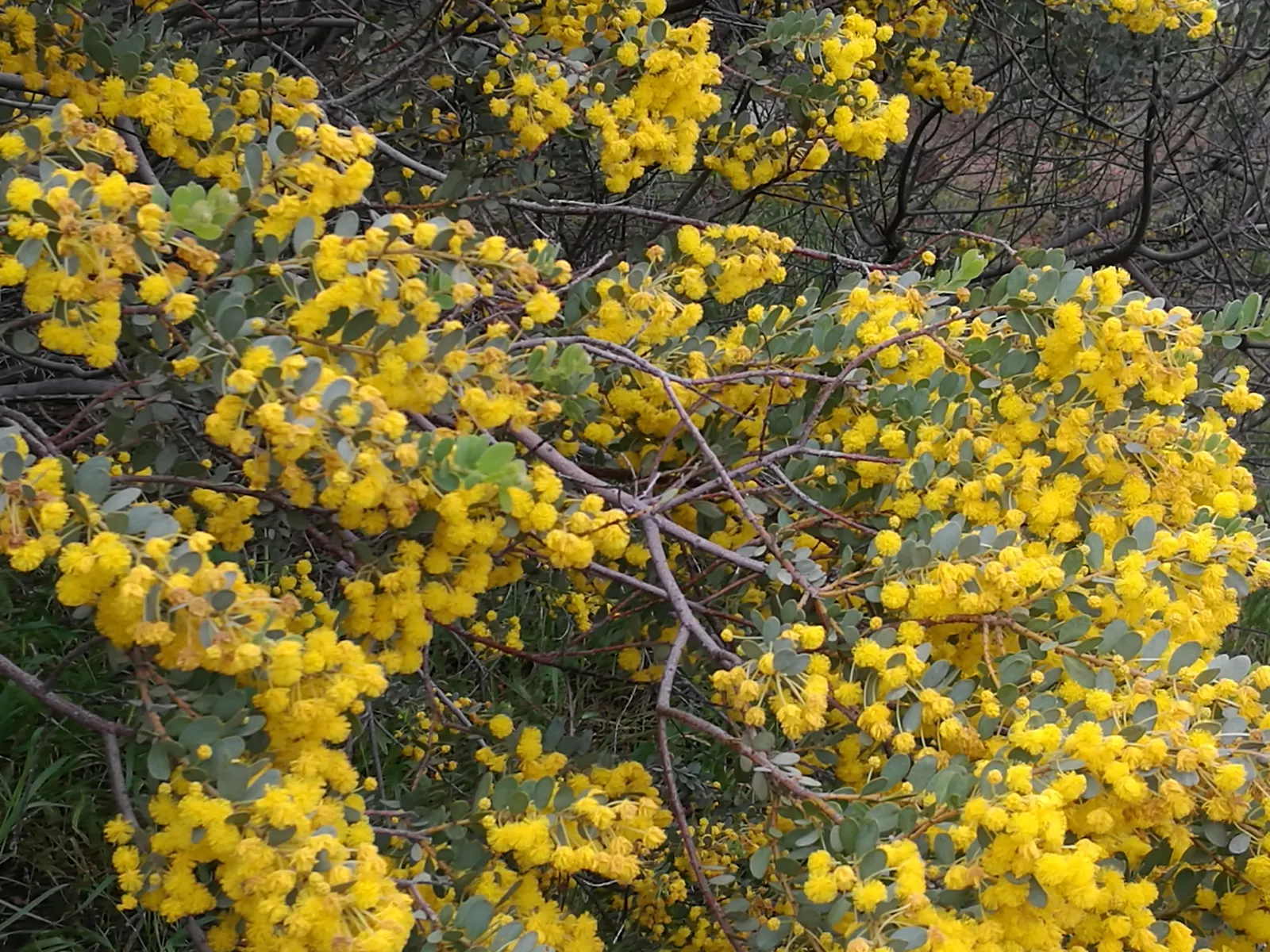 Grey Mulga (Acacia Brachybotrya) — reaching 10-20 feet in height and 10-15 feet in spread